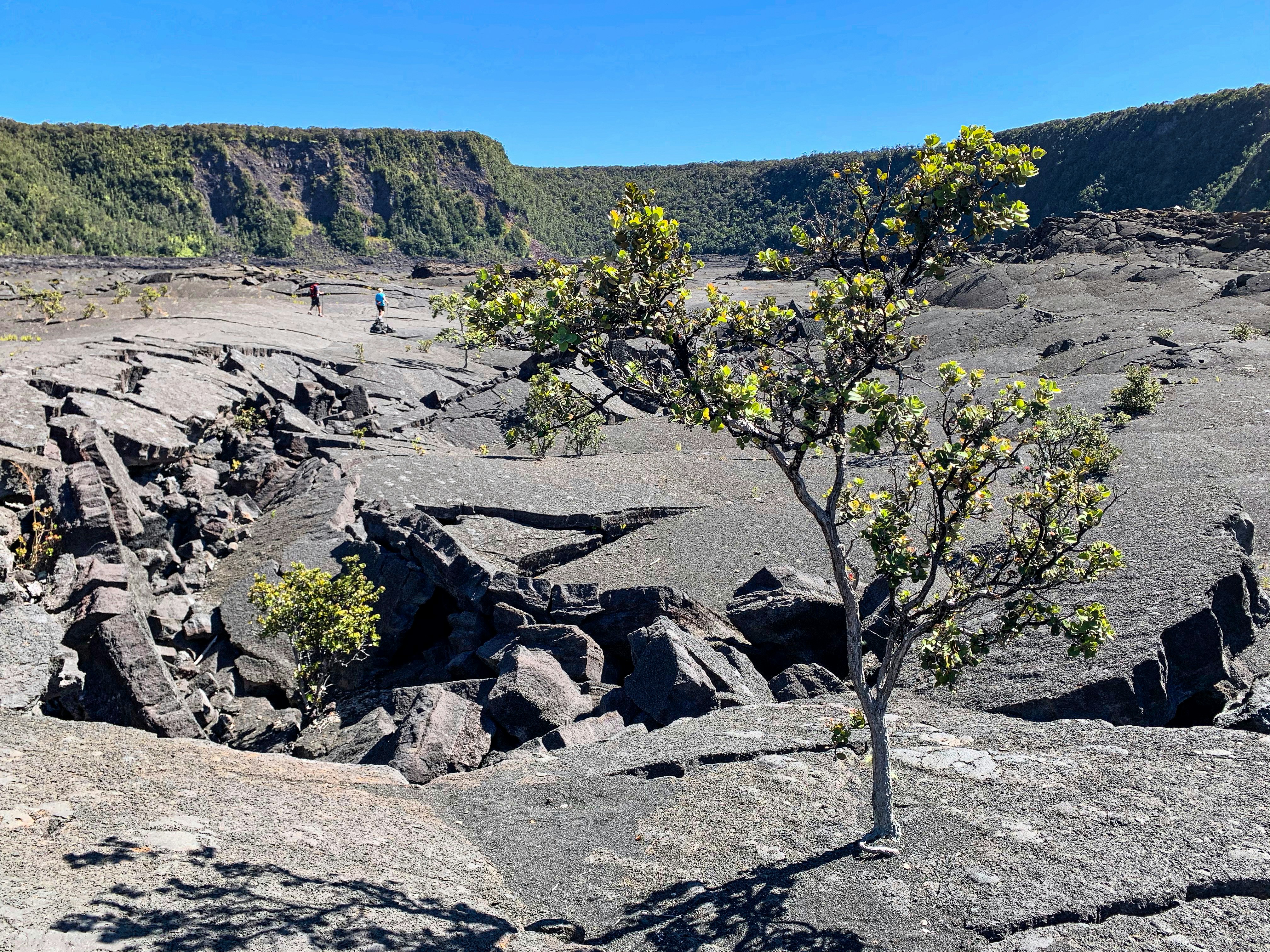 Park visitors walk across the Kilauea Iki (Little Kilauea) Crater floor; the ground is fissured and barren, save for ohia trees growing from the rock.