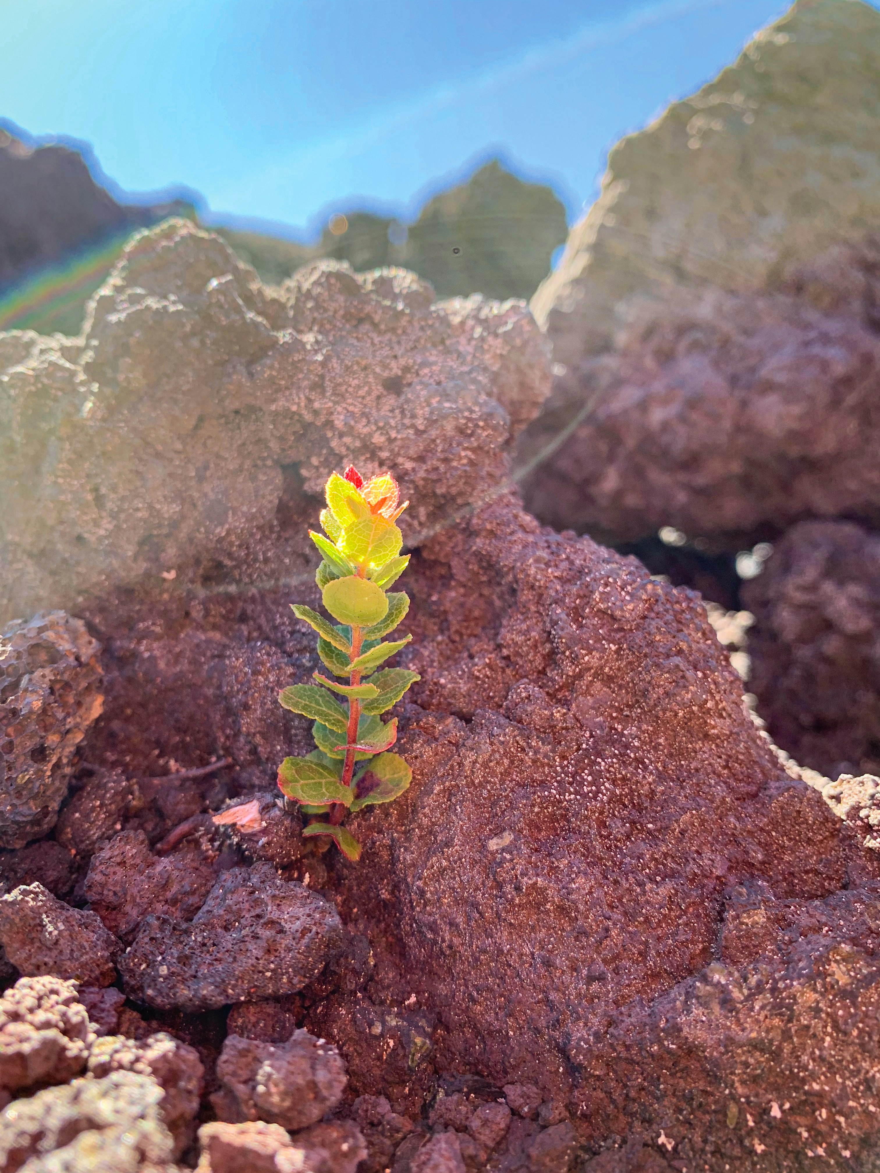 A close-up of a small plant growing from a lump of volcanic rock in Volcanoes National Park
