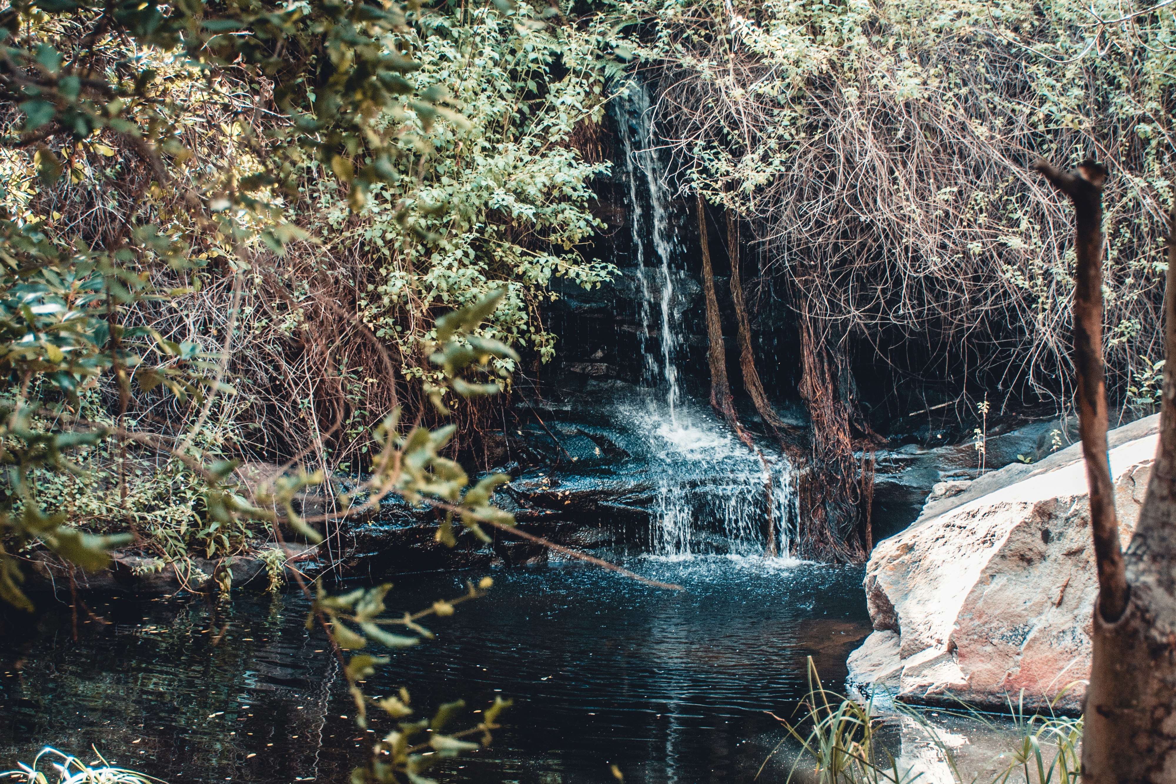 A small white waterfall trickles out of a thick wall of vegetation and vines to spill over dark rocks into a small dark pool in the Goo-Moremi Gorge in Botswana