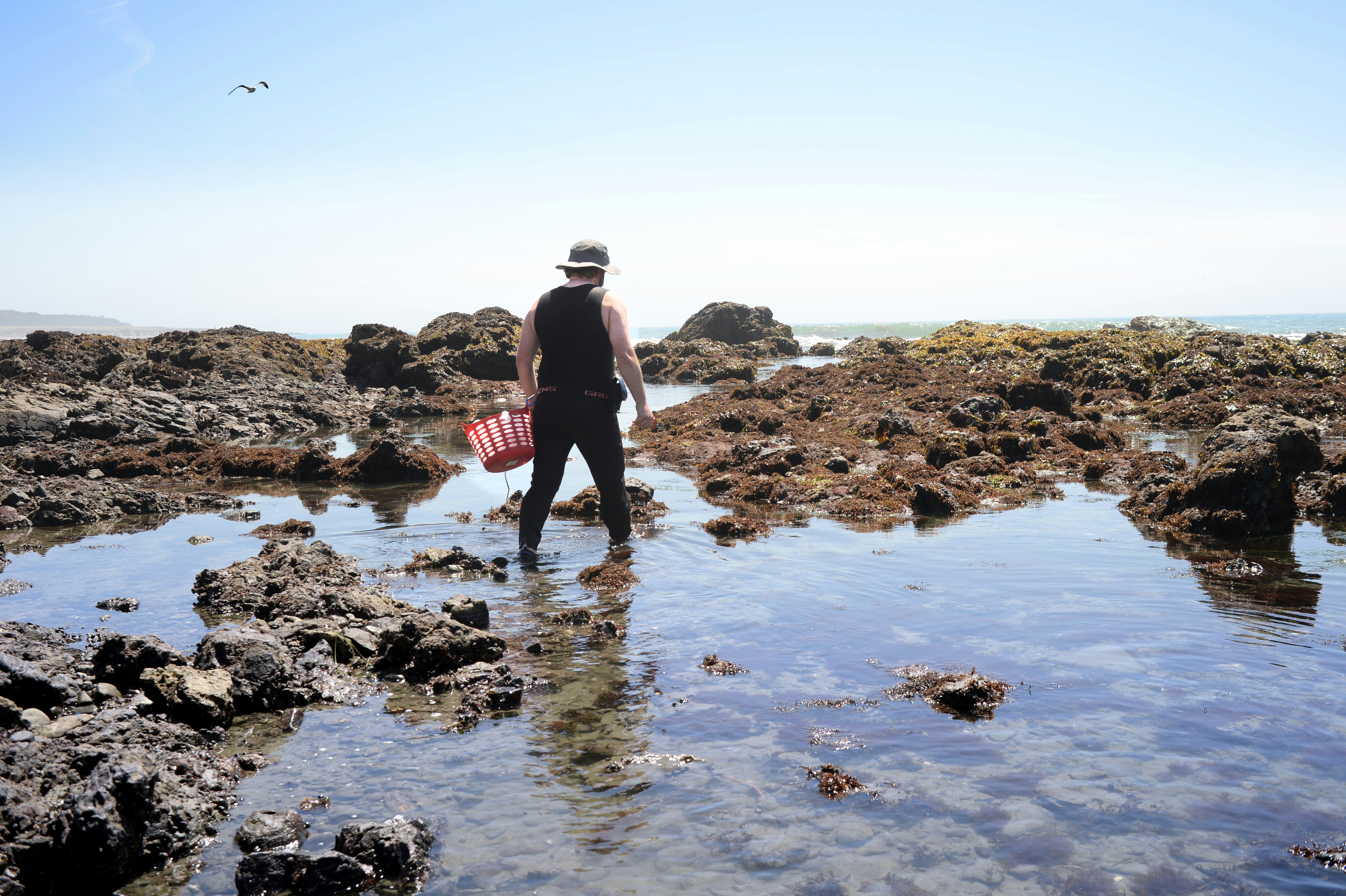 A man wearing a sunhat carrying a bucket walks by the sea shore, looking intently at tidepools