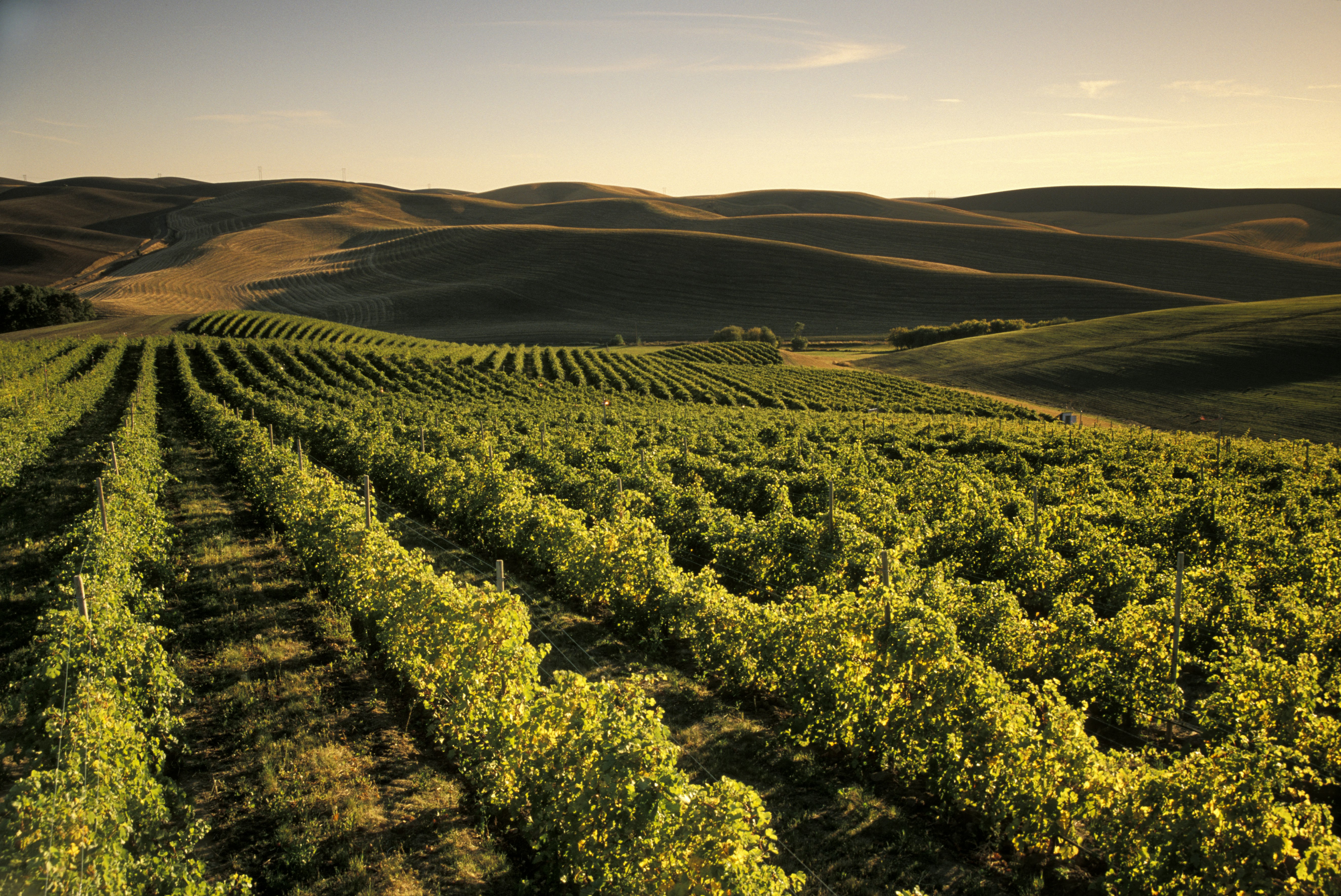 Expansive rows of wine grapes line a vineyard. In the background, rolling green hills; Walla Walla vineyards 