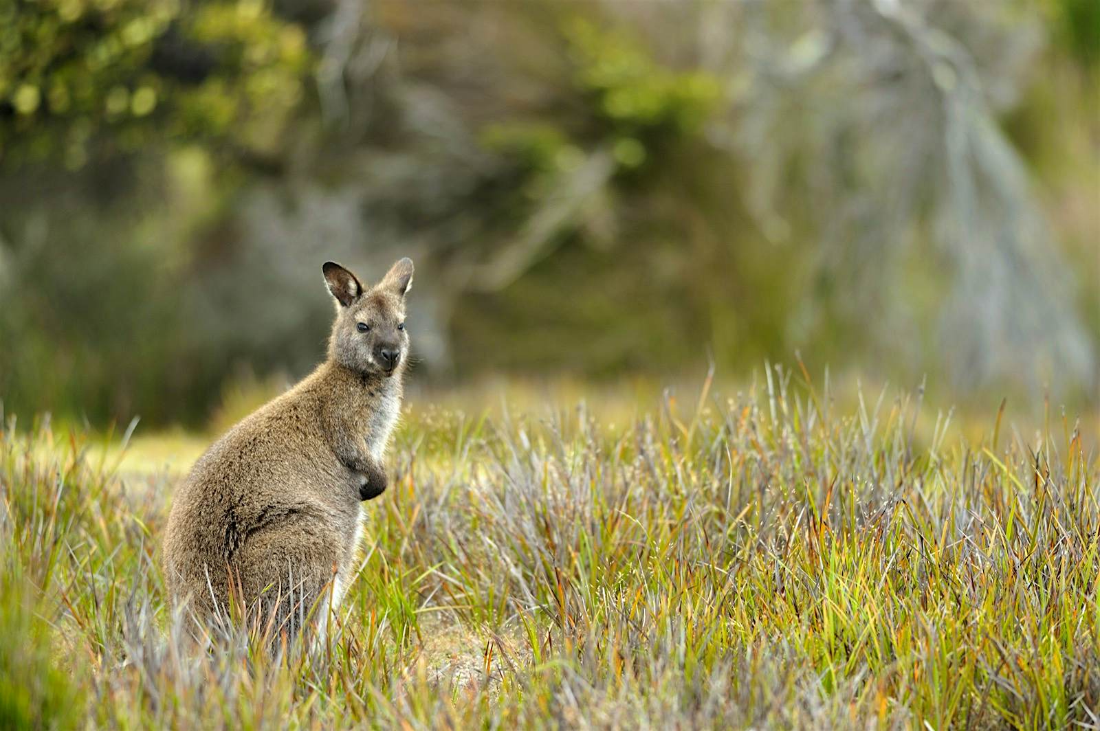Wallaby stream.jpg Wallaby at Mt. William National Park, Tasmania