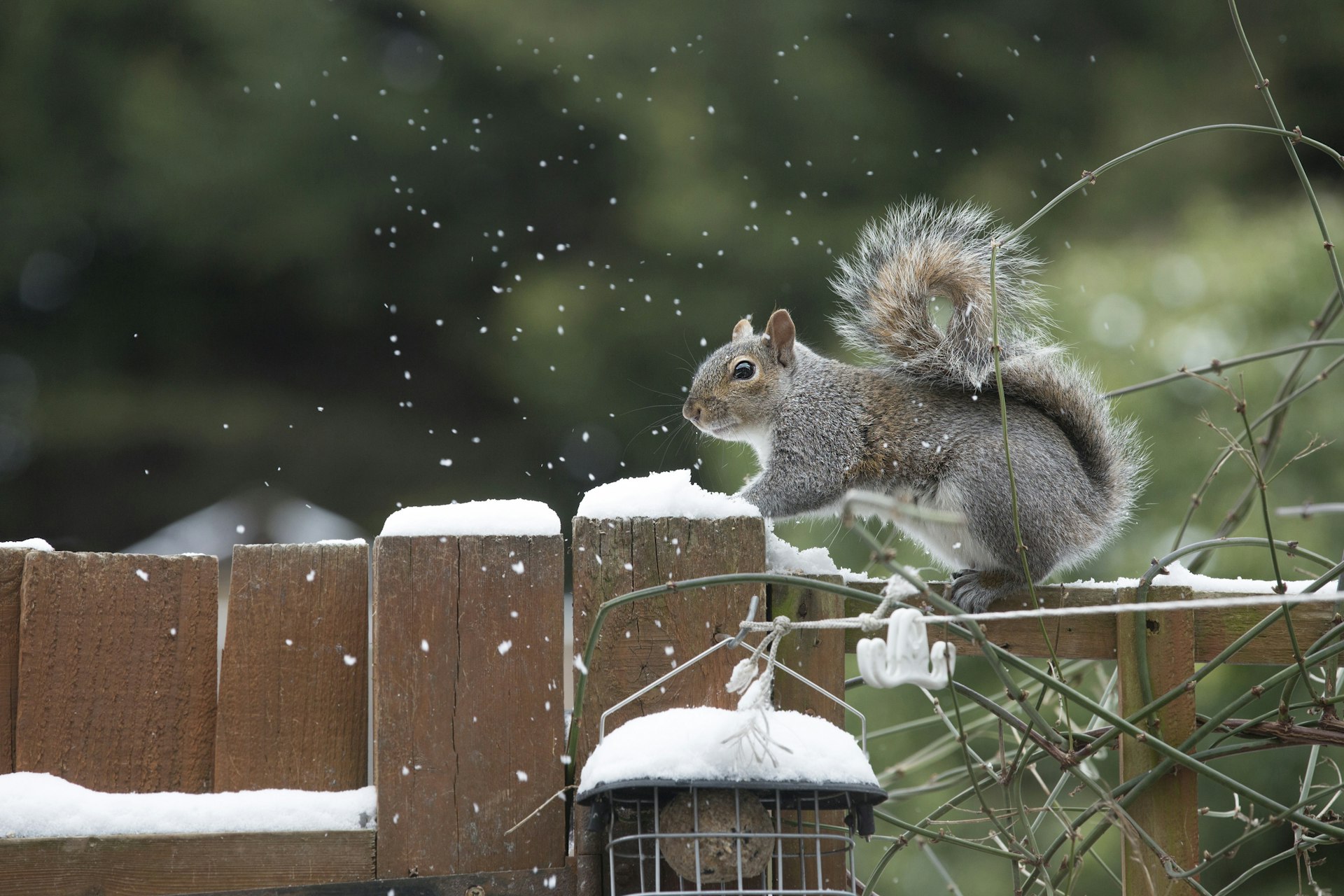 A grey squirrel perches on a wooden fence post, as snow falls