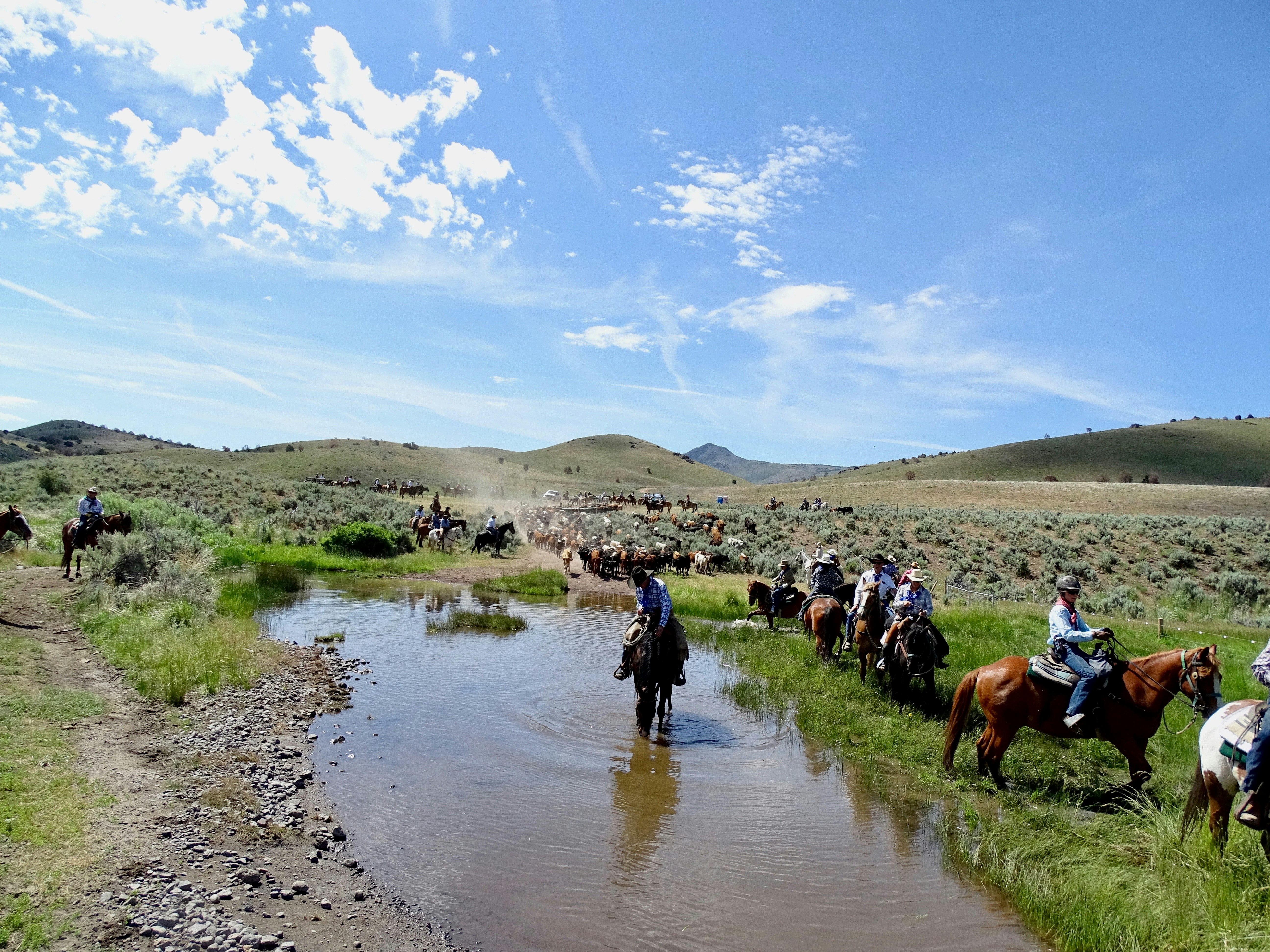 A horse stops for water, with other horseback riders around