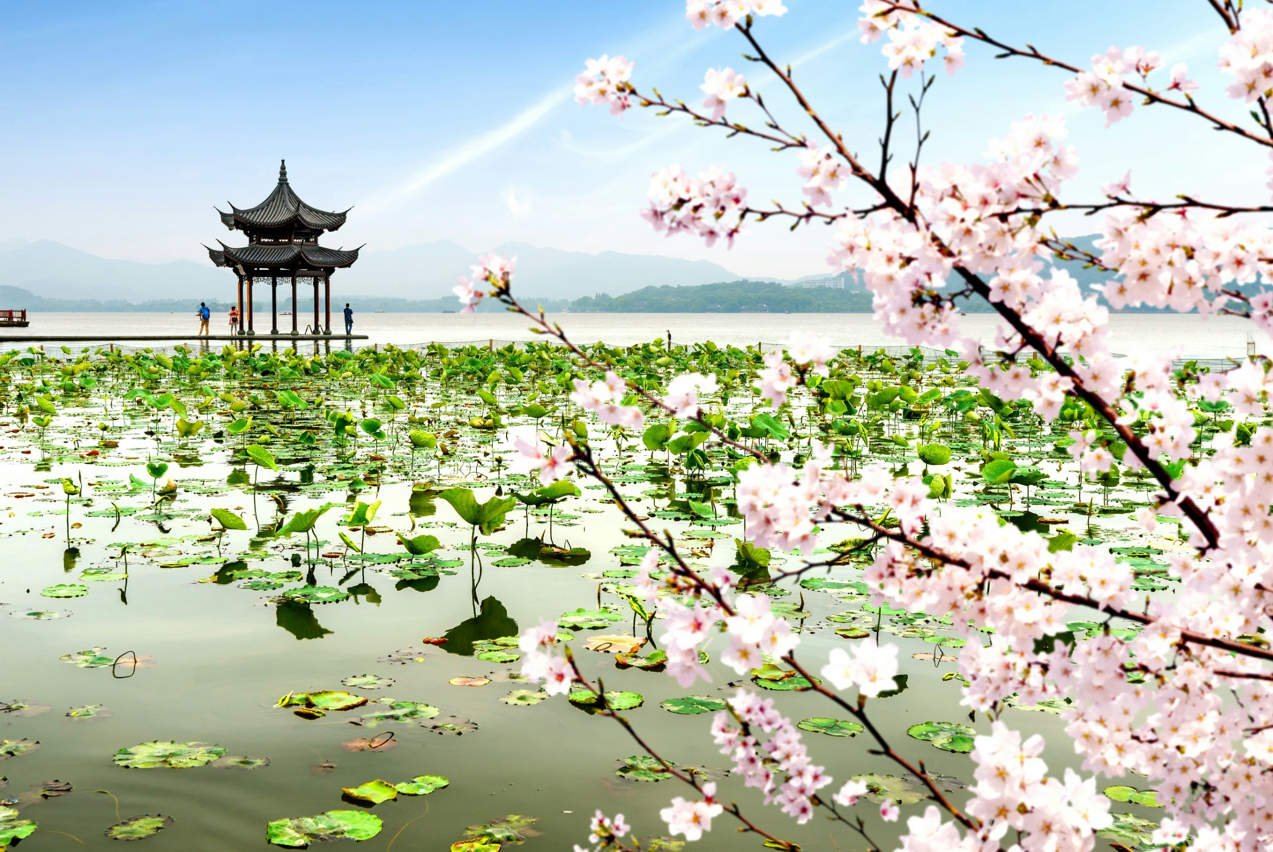 West Lake in China with cherry blossoms