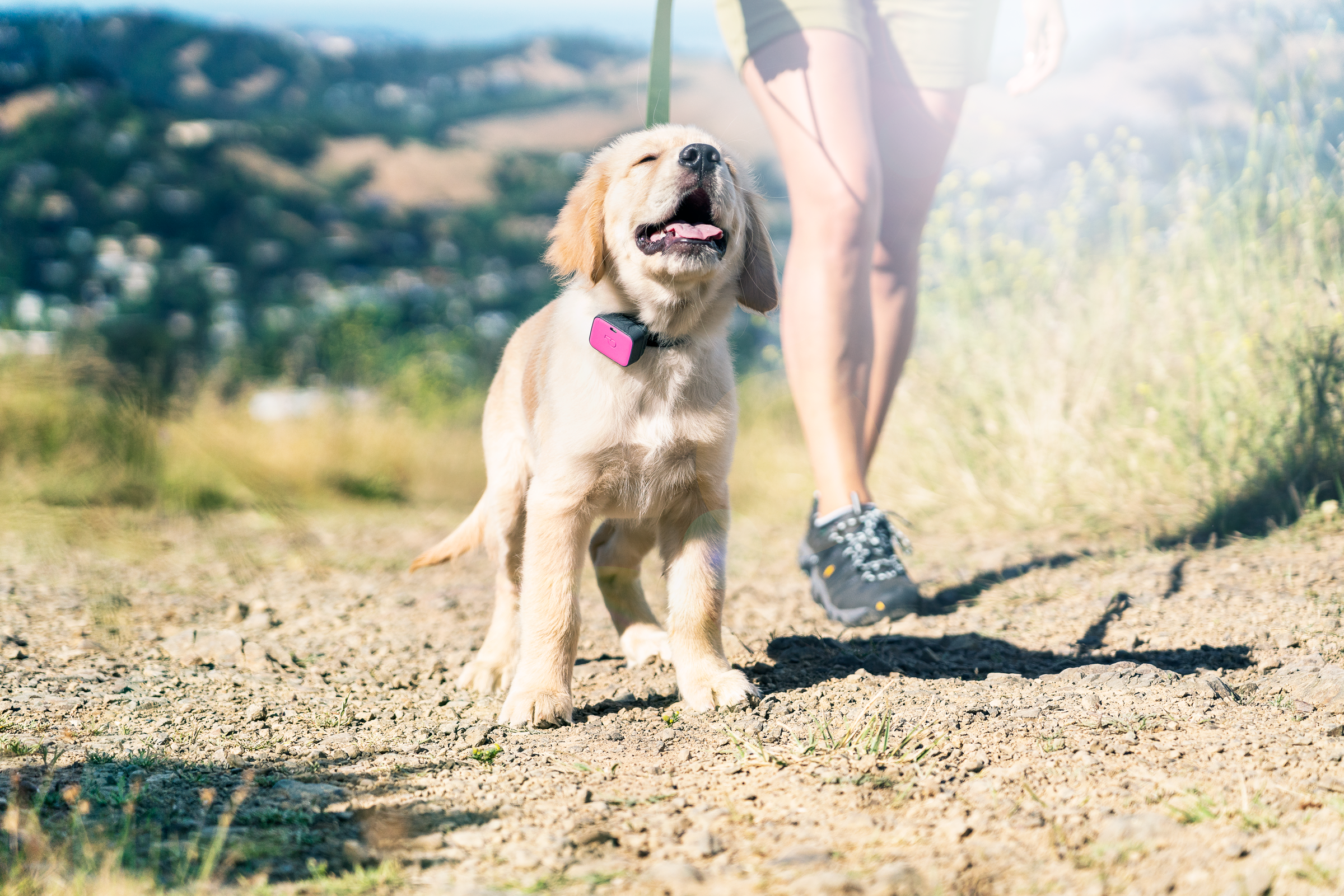 A golden retriever puppy with a runner on a trail, wearing Whistle's GO Explore in magenta