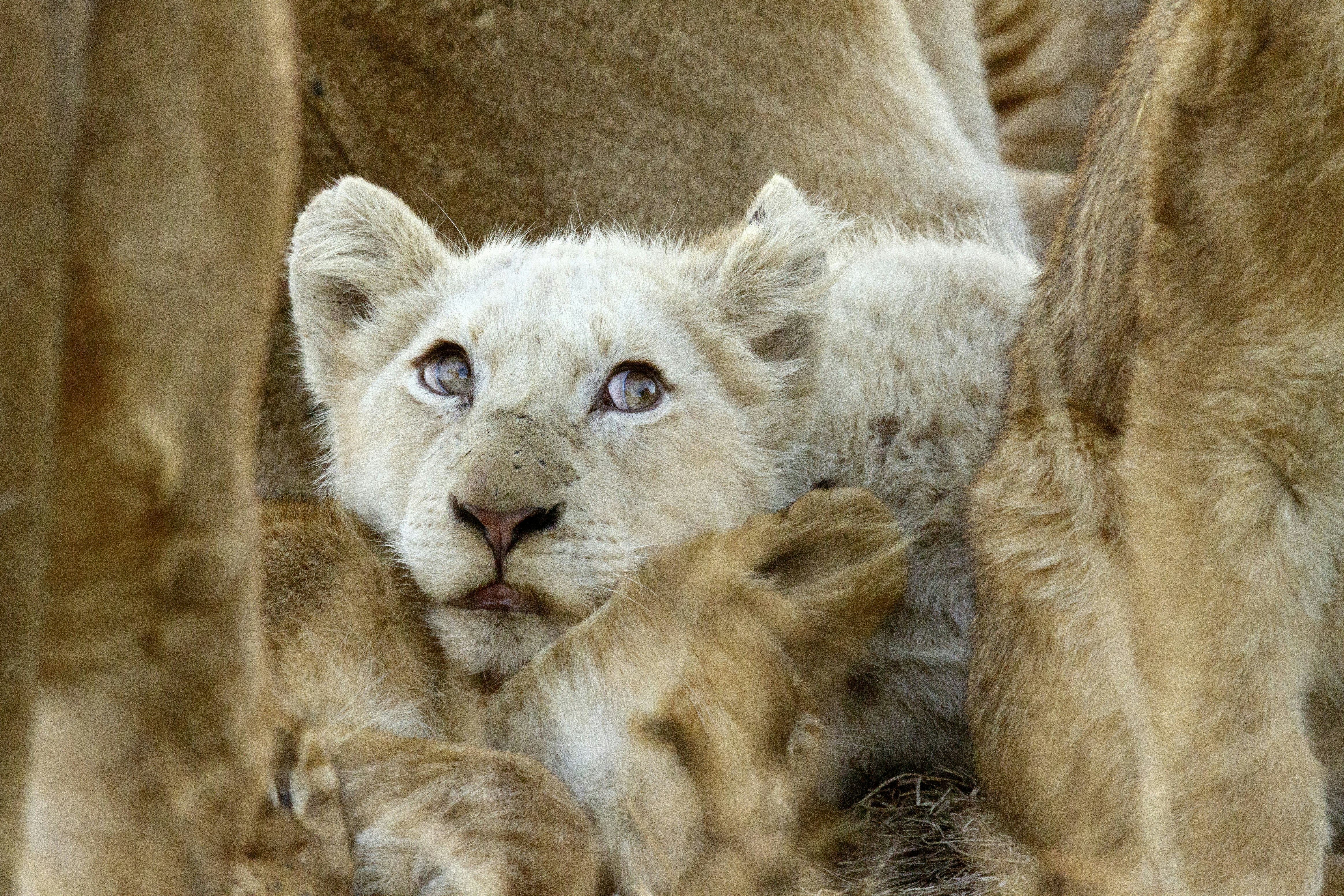 A white lion cub is completely surrounded by tawny-coloured lions; it rests its head on the neck of another cub.