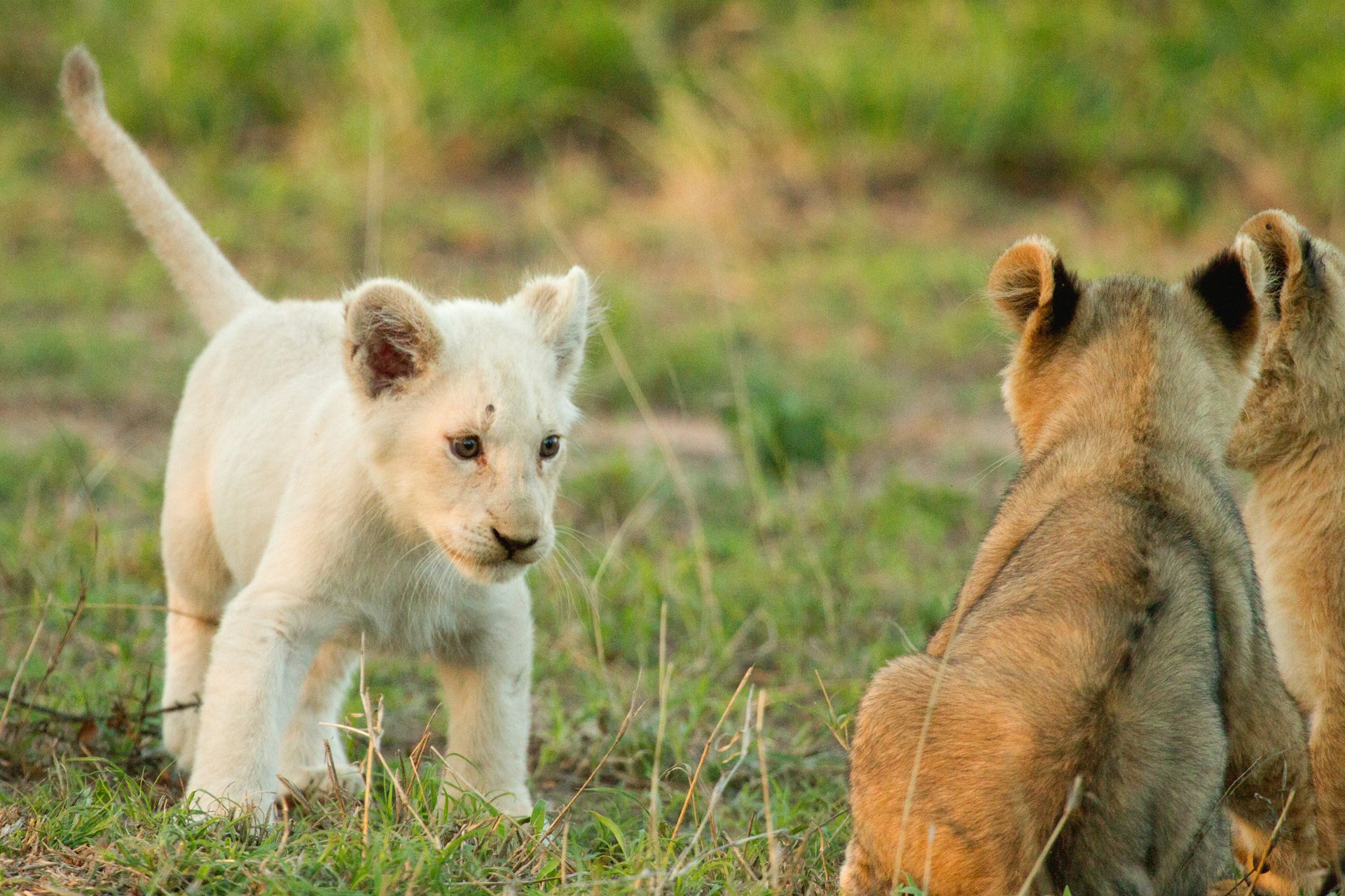 A white lion cub, with tail raised, stands in short green grass facing two tawny-coloured cubs who are sitting and looking towards her.