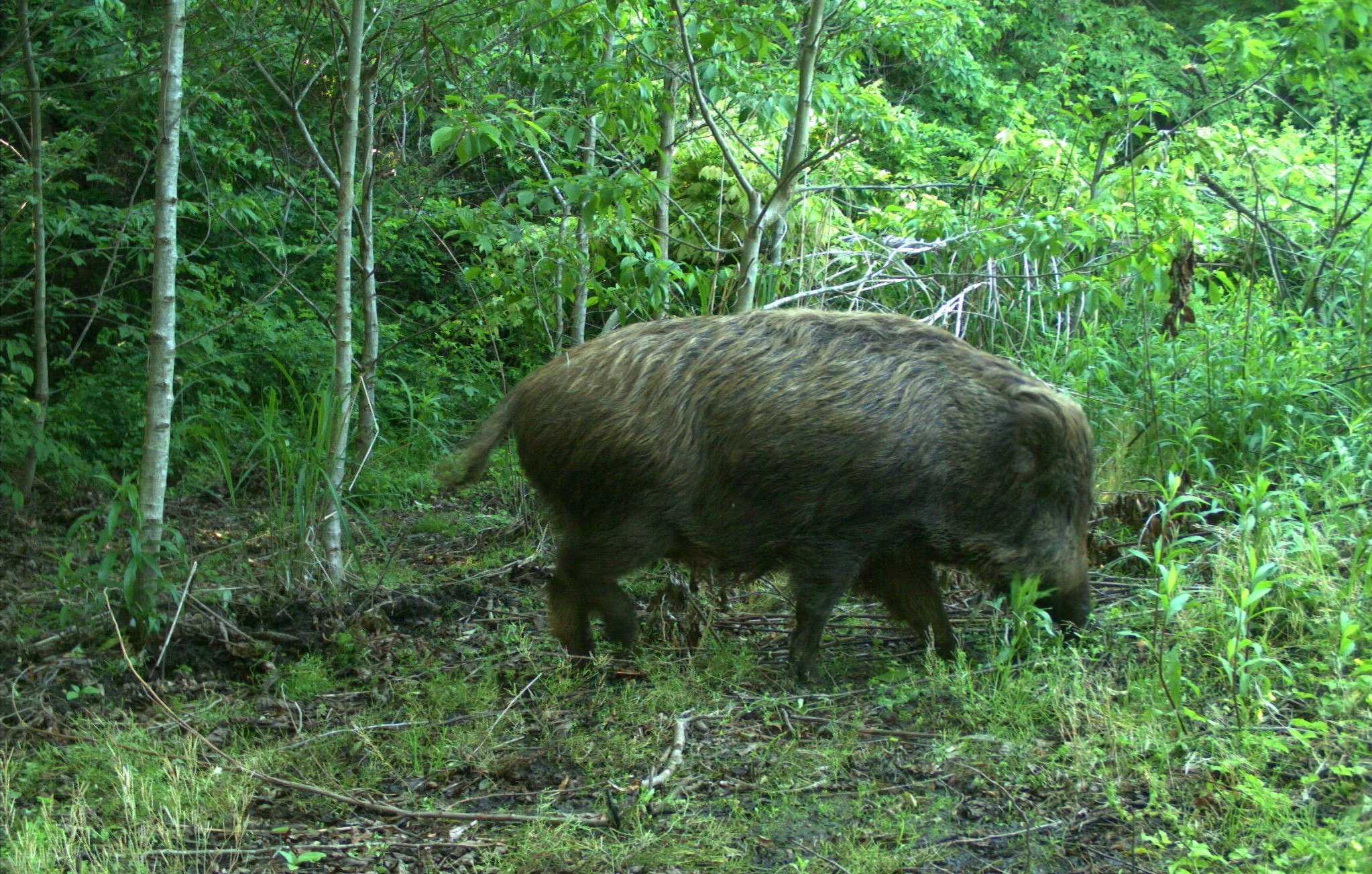 A wild boar captured on camera in Fukushima