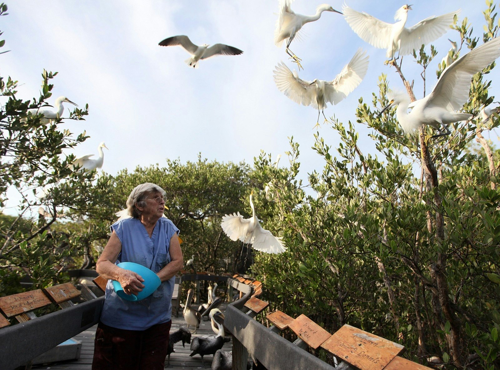 Woman feeds large white birds on a wooden deck