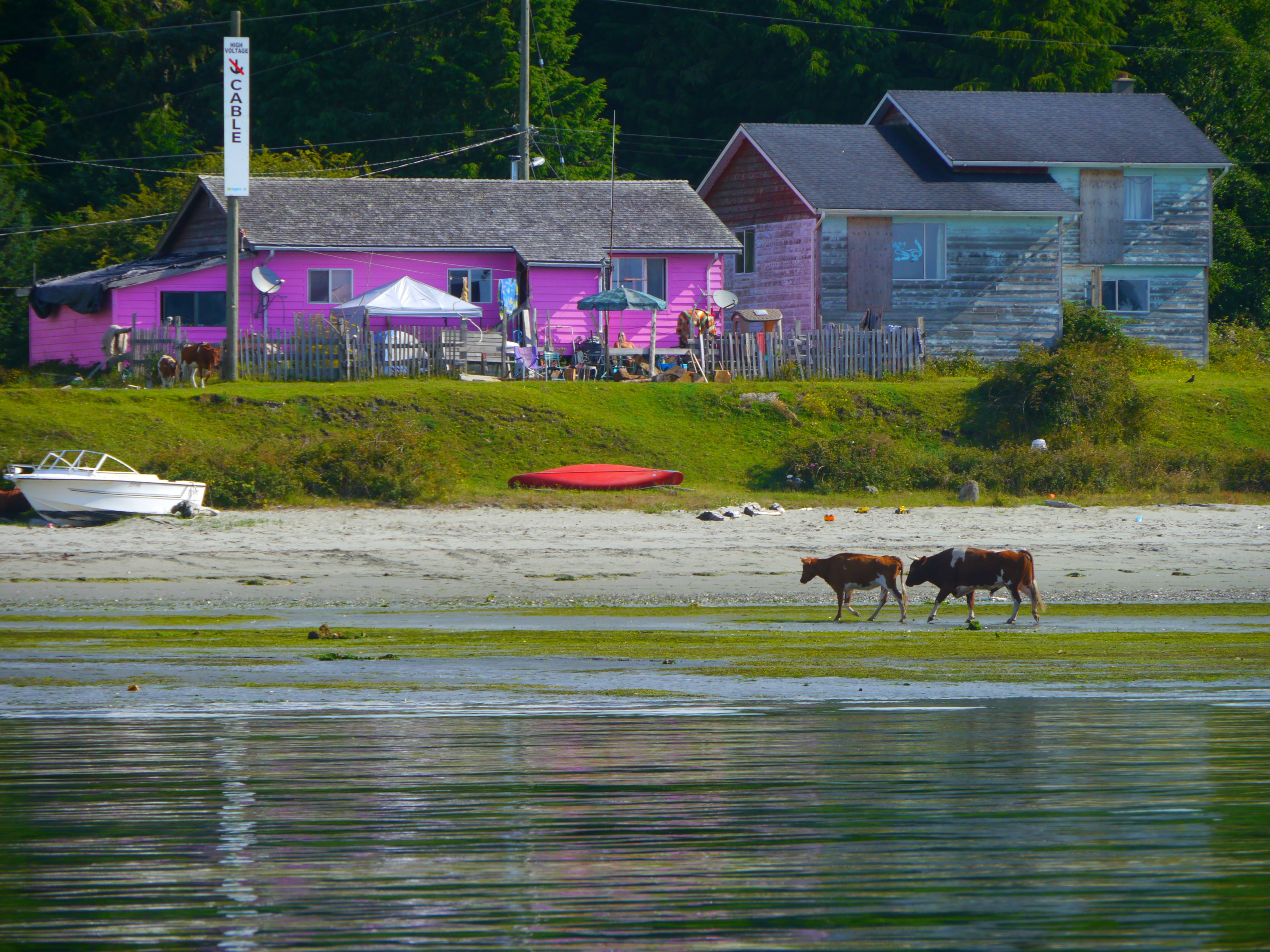 A brown and white cow and a matching bull walk through the low tide surrounded by green seaweed on Opitsaht beach near Tofino. A red kayak is overturned in the background near a small white motorboat, and a bright fuchsia building sits next to a worn, weathered wooden building with shuttered windows.