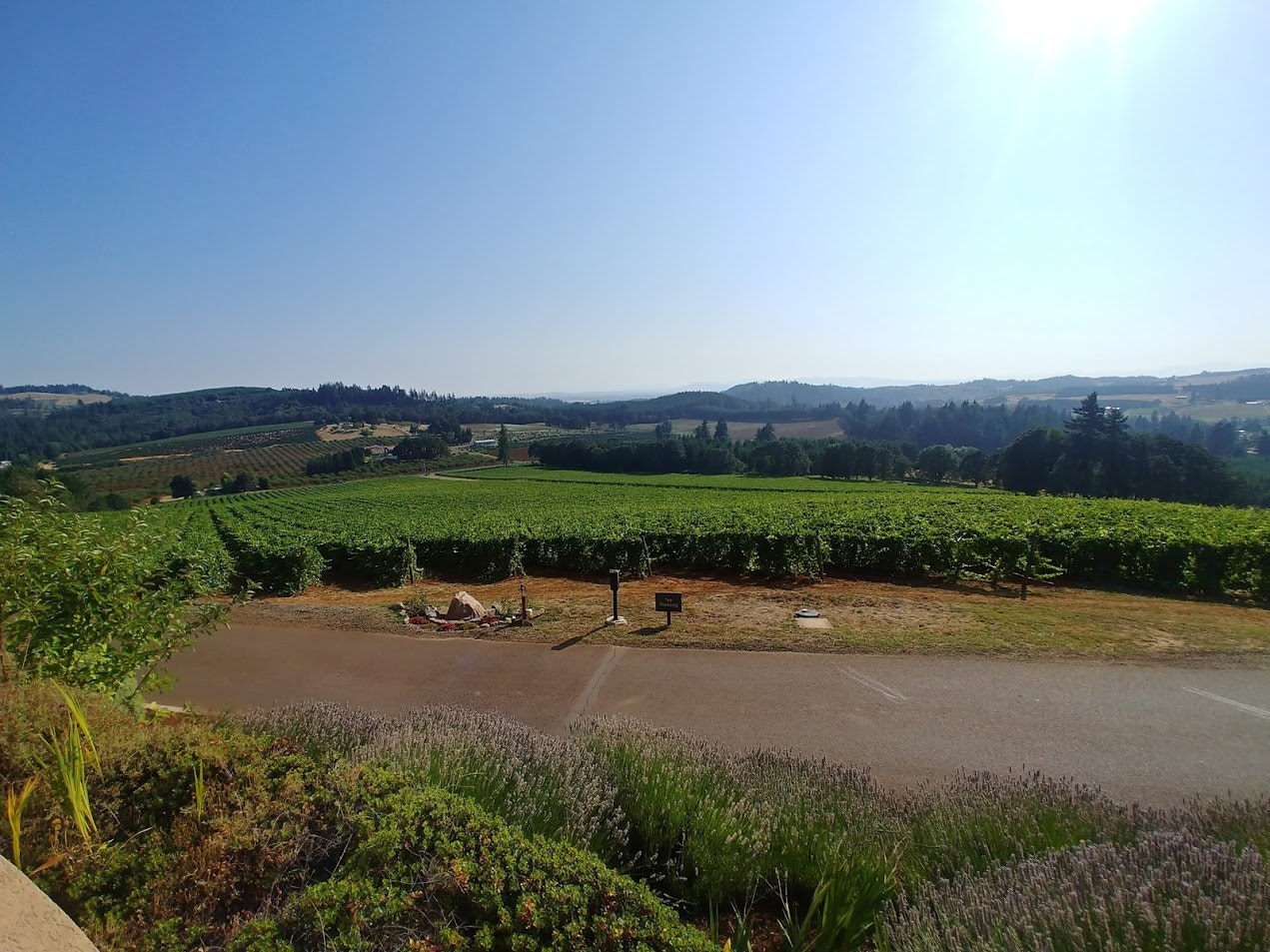 The view from Willamette Valley Vineyards tasting room is one of rolling hills covered in green grapevines. Beyond the vines is a windbreak of various types of trees, and beyond that, blue hills. In the foreground is a brown sidewalk and dusky lavender bushes