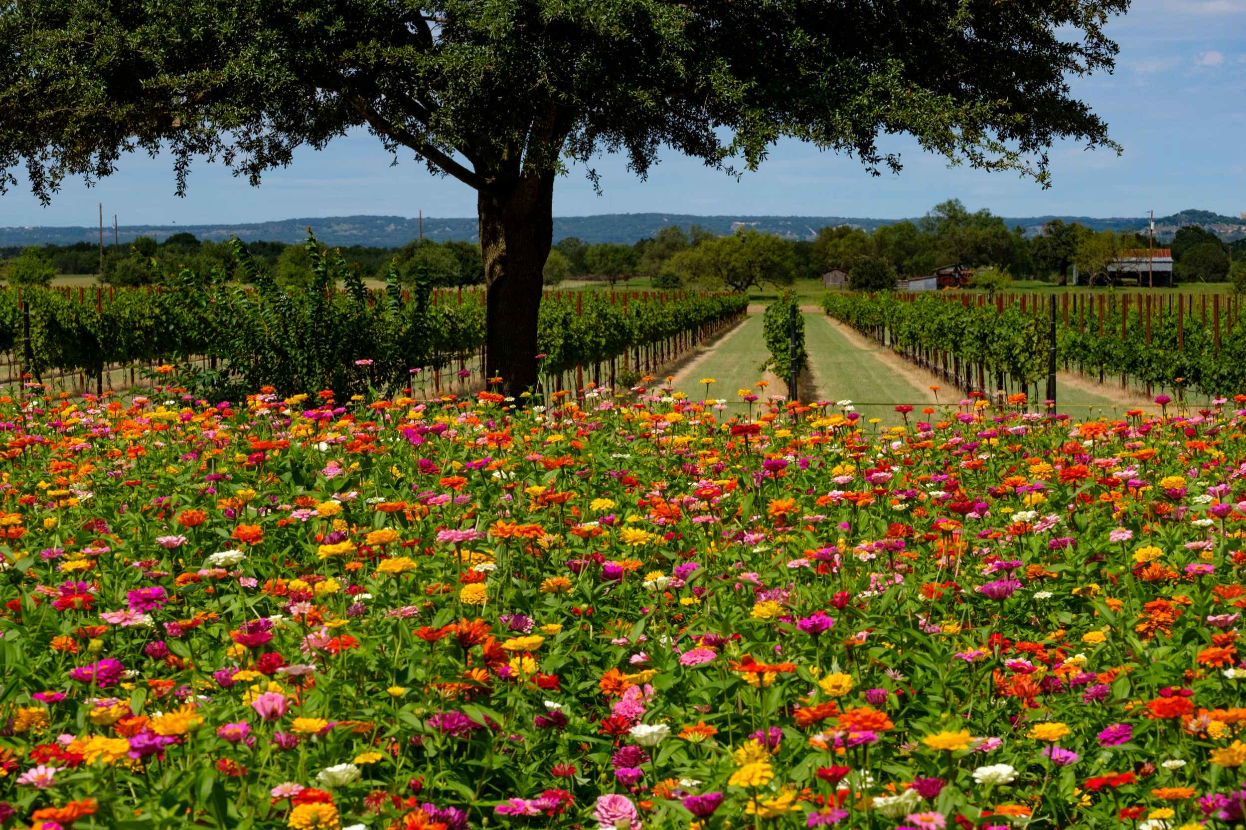 Explore the vineyards of the Texas Hill Country, with delicious vintages and beautiful settings © dlewis33 / Getty Images