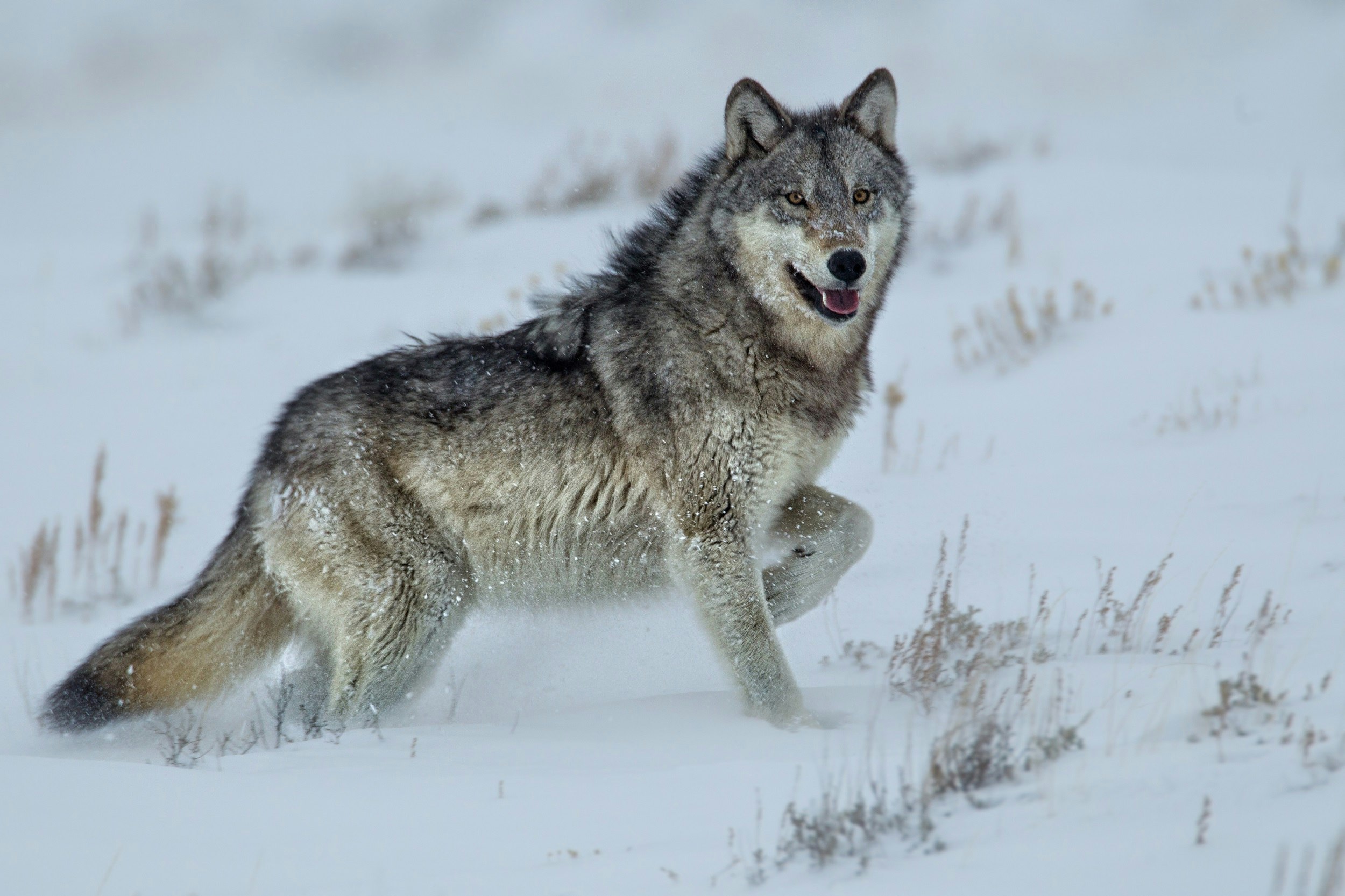 A wolf stands in the snow. It's upper body is dark gray, while the lower parts are paler, almost white in colour