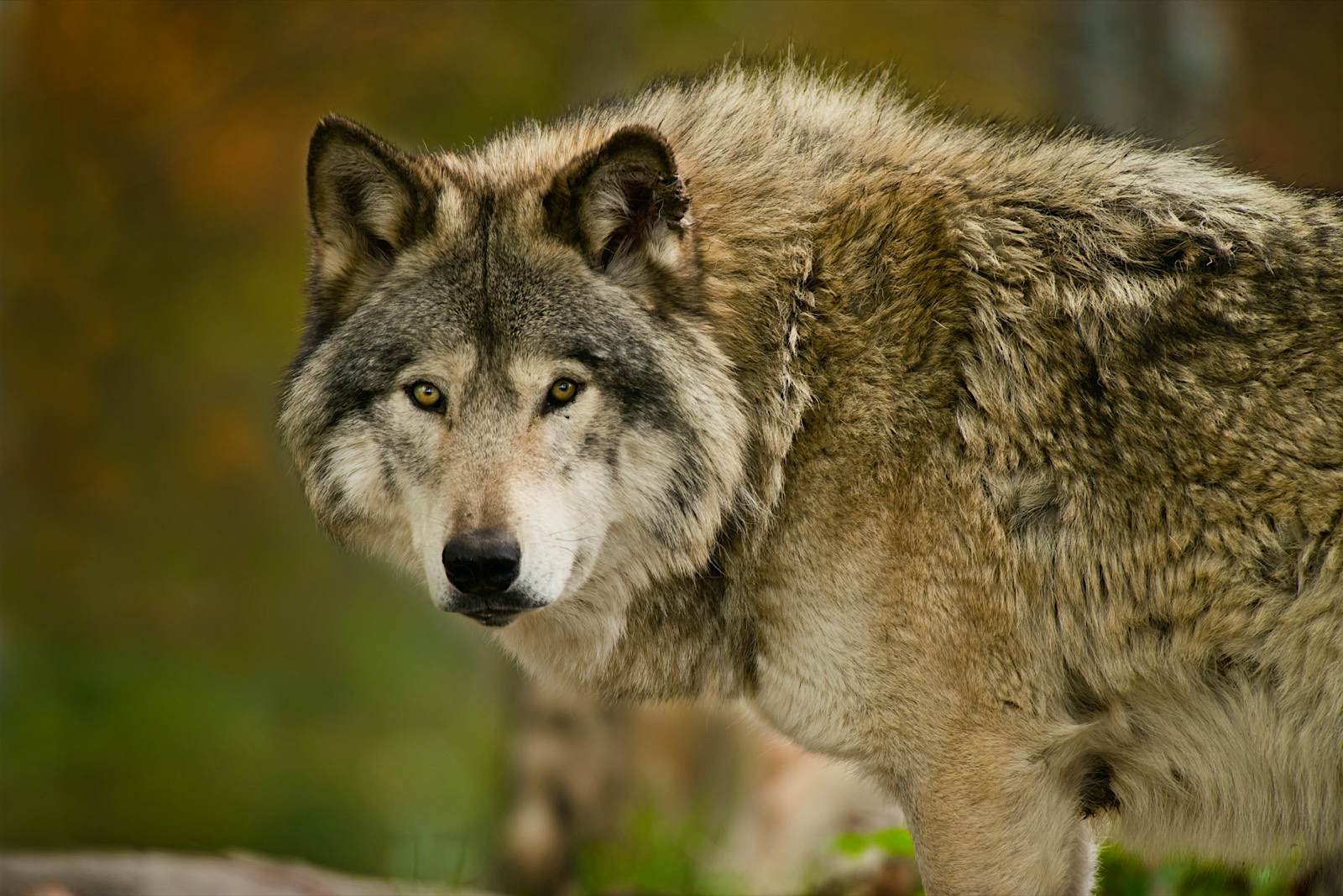 Wolf online camera.jpg Gray wolf in Quebec