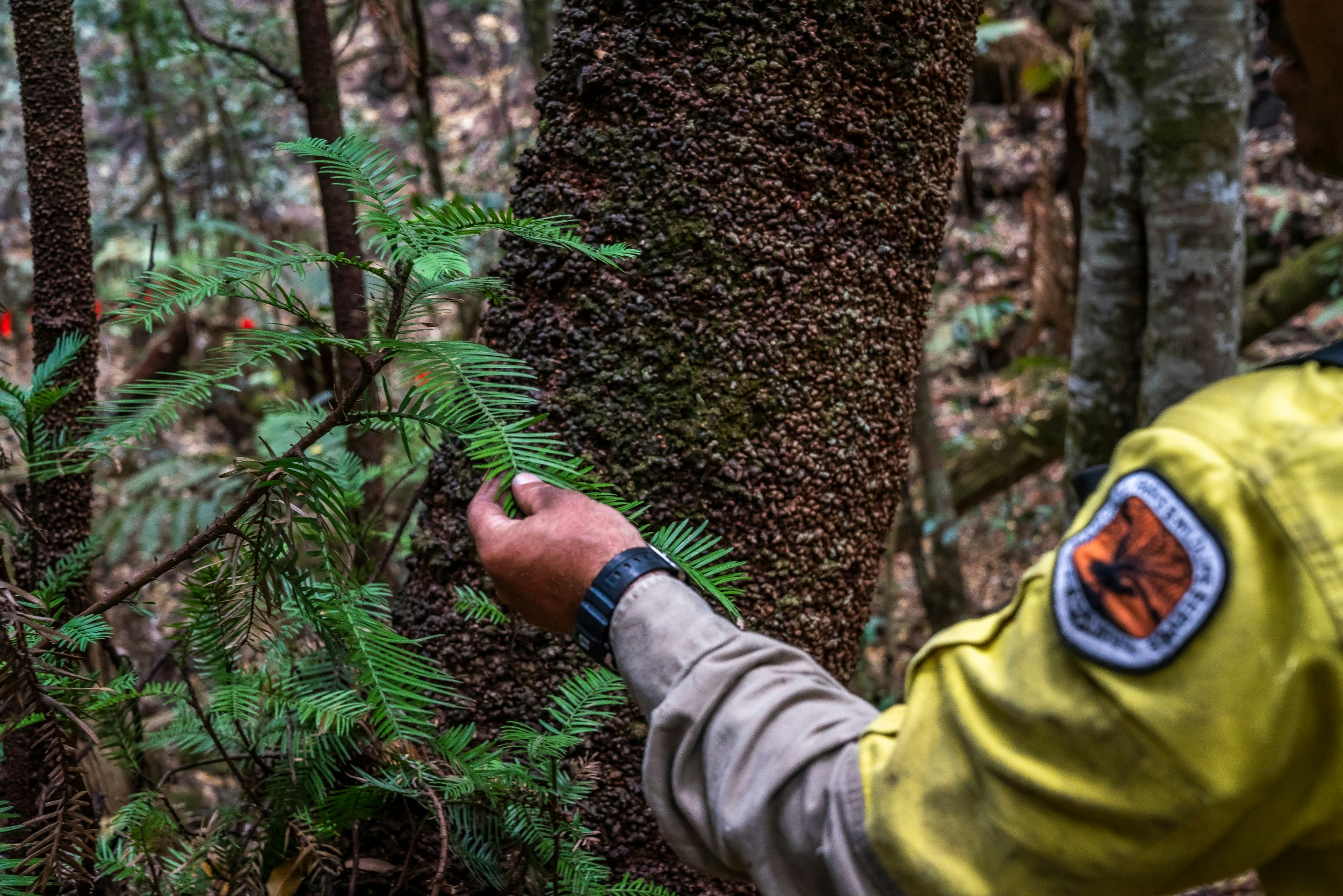 A firefighter examining a Wollemi pine tree