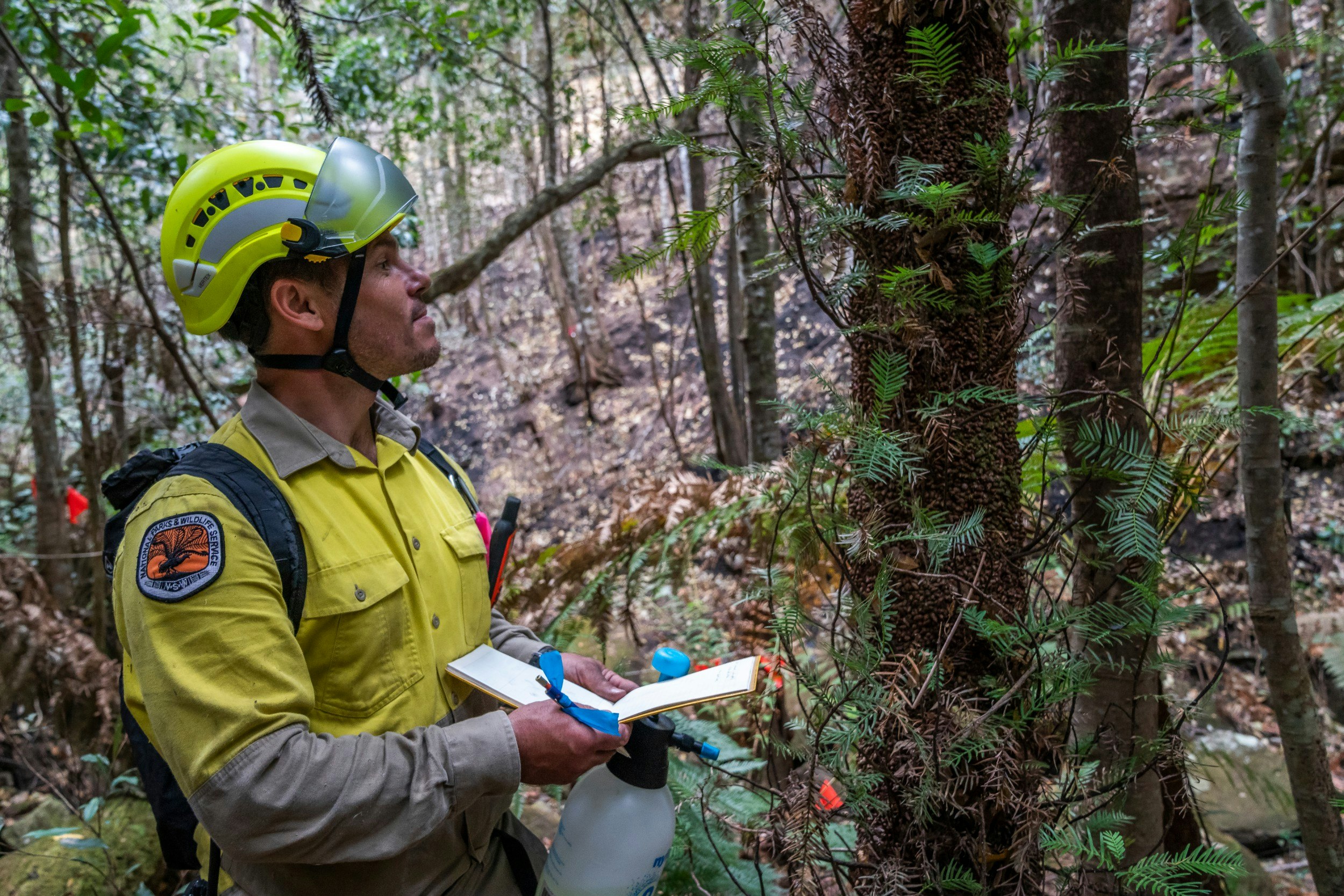 A firefighter examining Wollemi trees