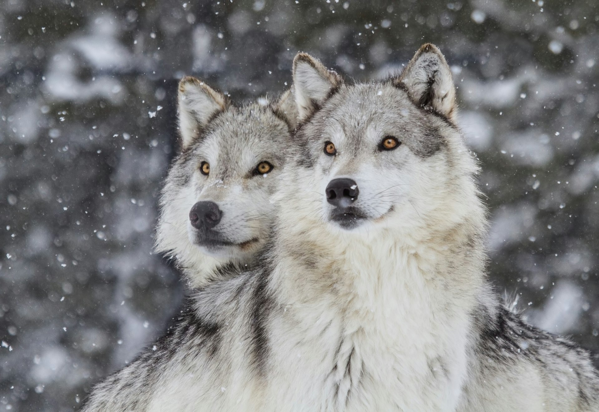 Snow falls around two gray wolves with bright yellow eyes
