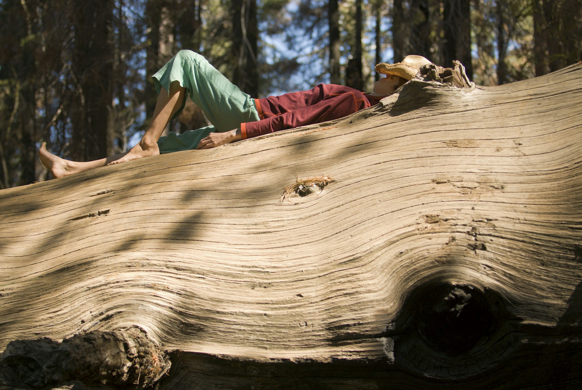 A woman dozes on a large tree trunk, which has fallen over. The woman wears a hat, which is pulled down over her eyes.