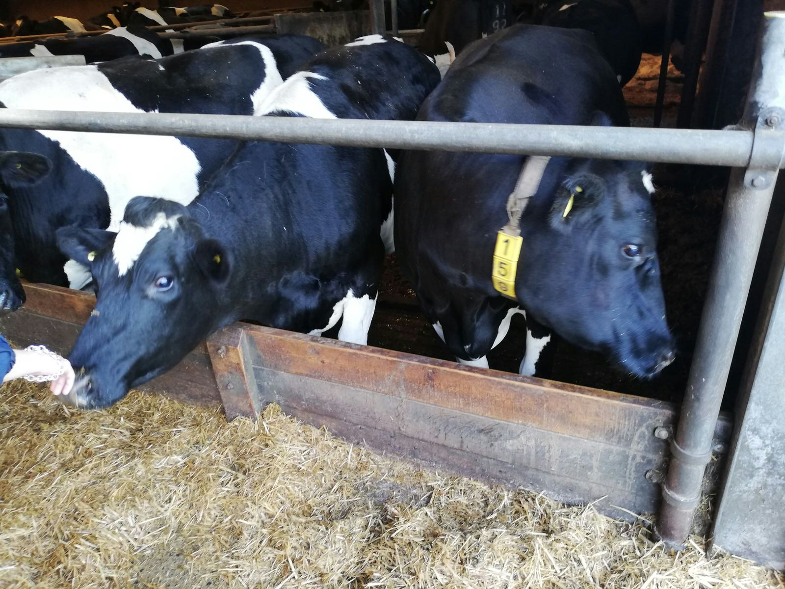 A few Fresian dairy cows in a barn on Yeo Valley farm at a hay trough