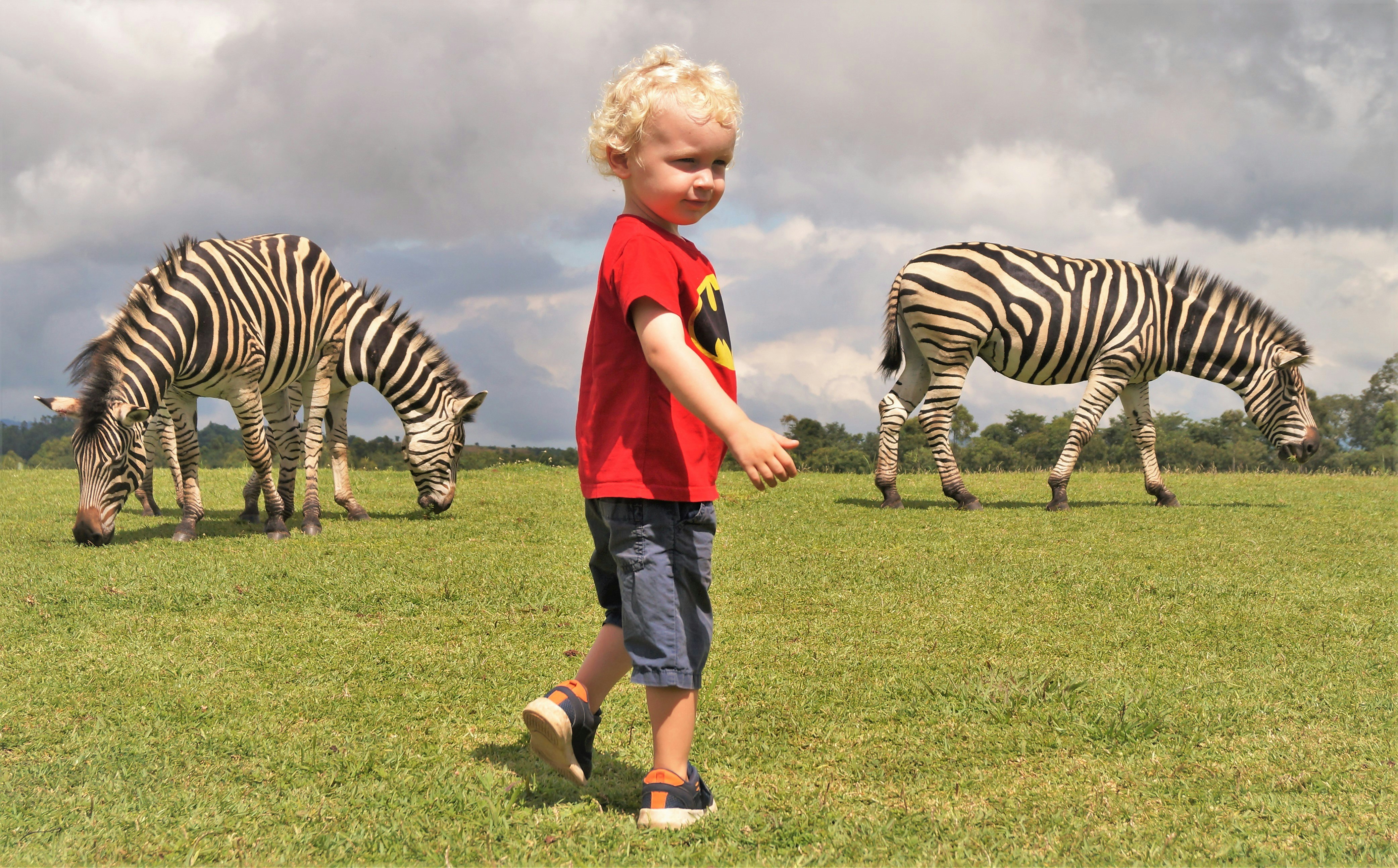 A young boy wearing a batman T-shirt is standing on grass. Behind him, three zebras are visible; a pair to his left, and one to his right.