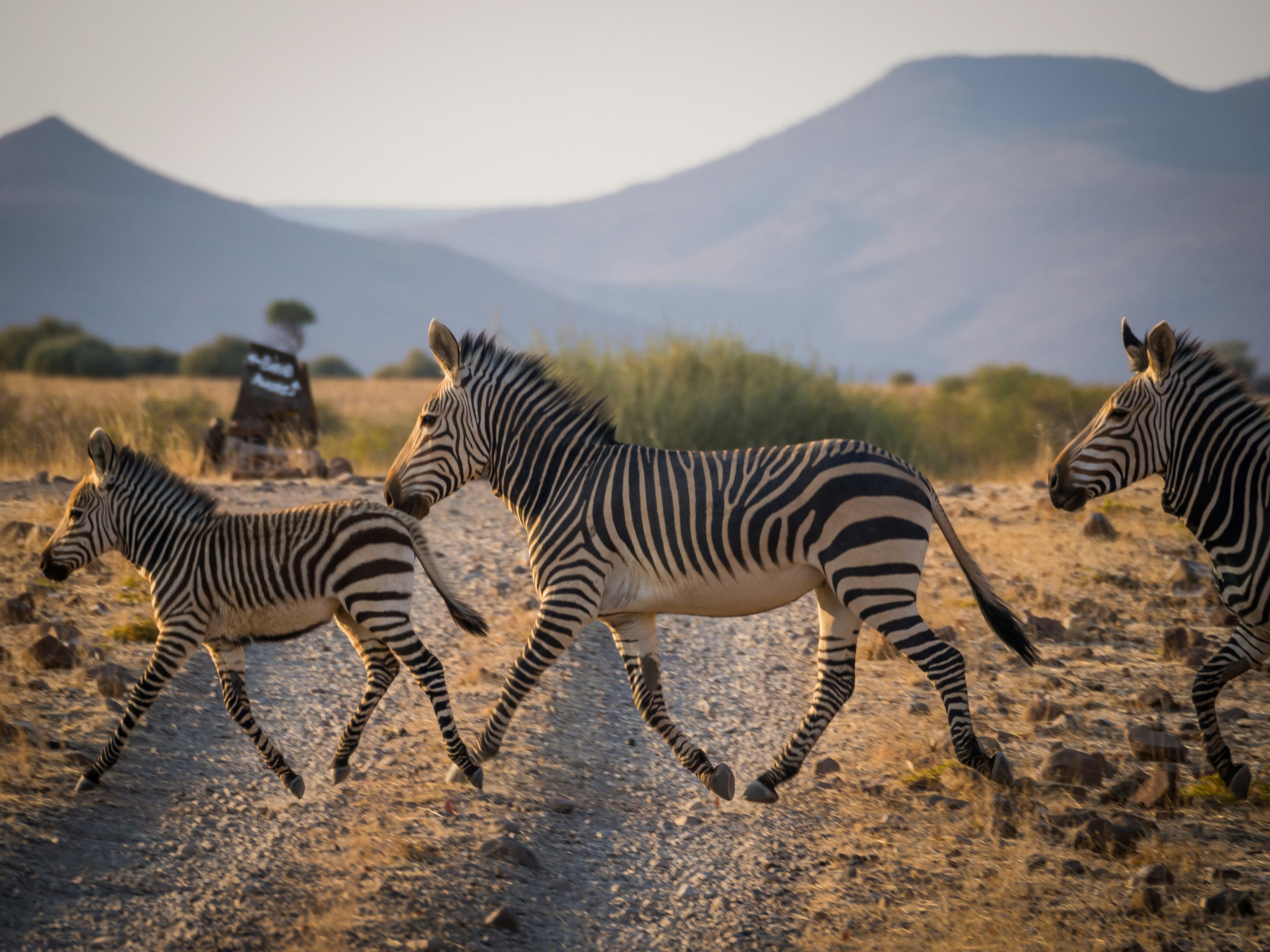 Three zebras run across a dirt track as the sun sets in Namibia.