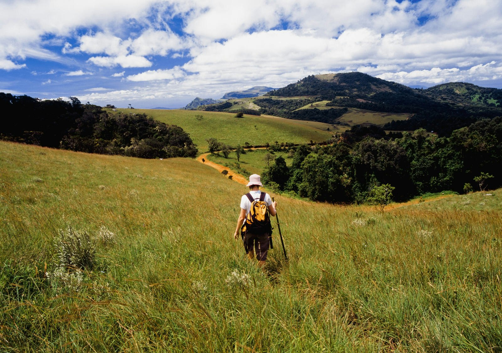 The image looks at the back of a hiker with a walking stick moving down a trail in deep grass; the trail leads towards two sections of forest that flank a series of rounded hills that go on and on into the distance