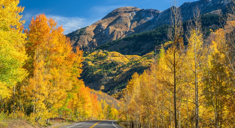 a road through fall leaves in colorado.jpg