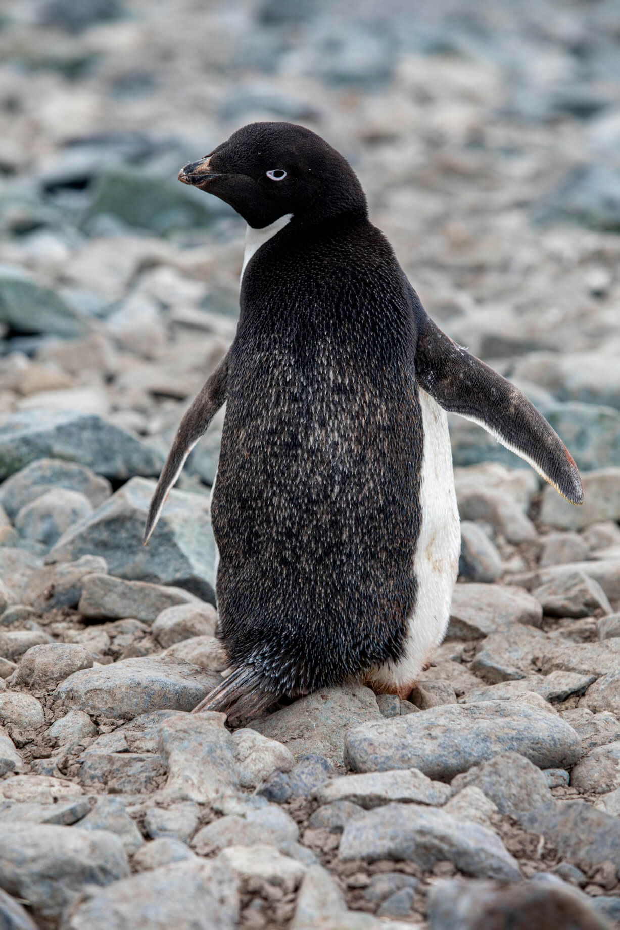 A small penguin stands on rocks, looking over its shoulder at the camera.