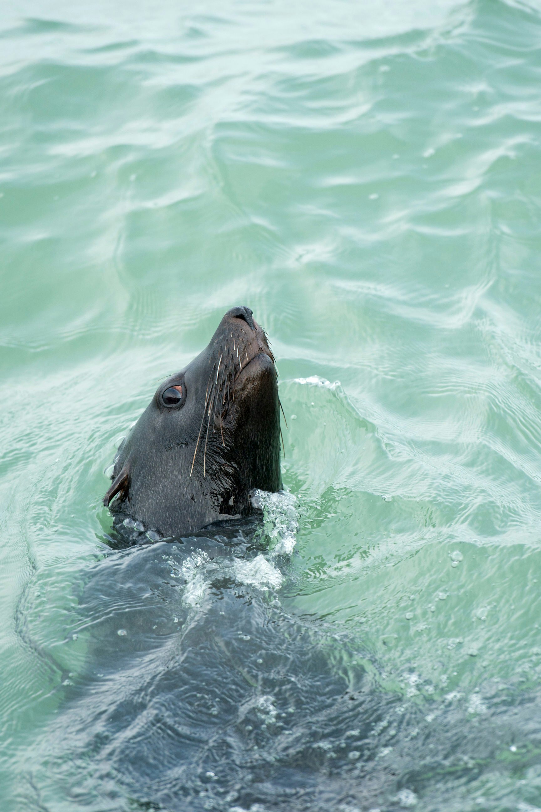 The head of an African fur seal is visible above the surface of the water.