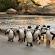 Boulder's Beach colony numbers 3000 and is the ideal place to see the African penguin © Andrea Willmore / Shutterstock