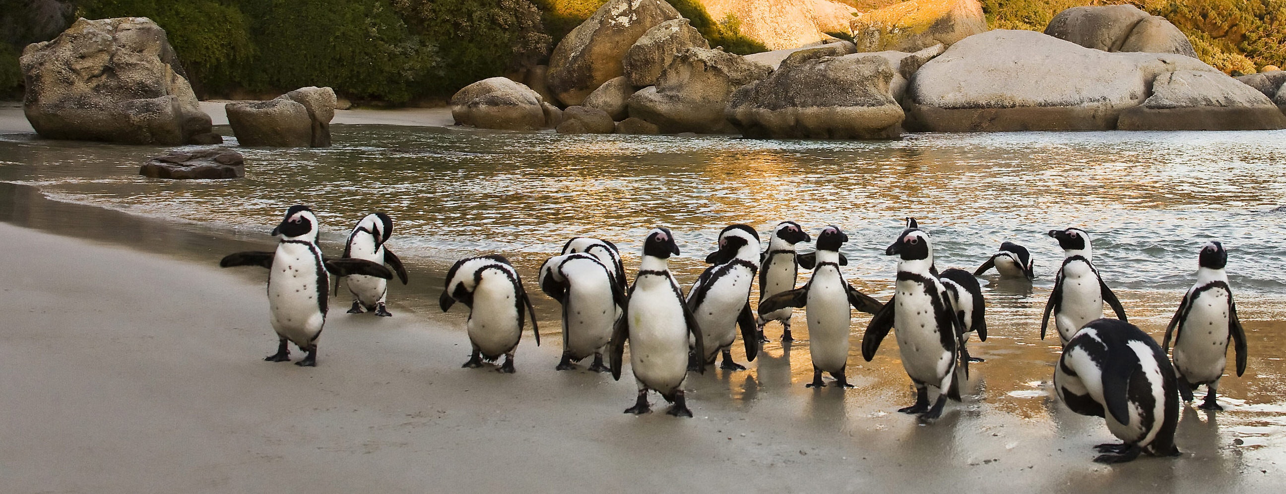 A group of penguins stand close together on the beach, with large rocks in the background.