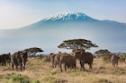 amboseli-kilimanjaro-elephants-kenya.jpg
