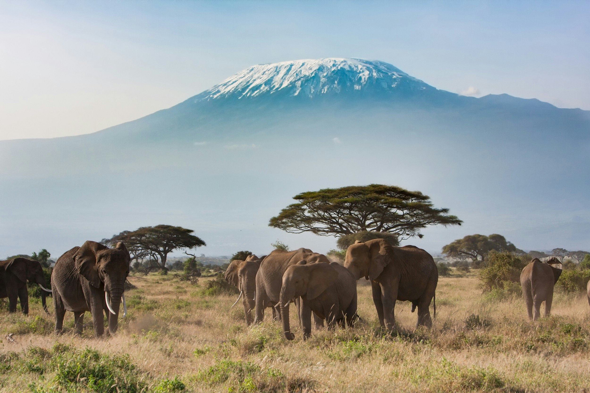 A herd of elephants stand on the grassy plains, with the snow-capped summit of Kilimanjaro standing as a backdrop.