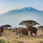 amboseli-kilimanjaro-elephants-kenya.jpg