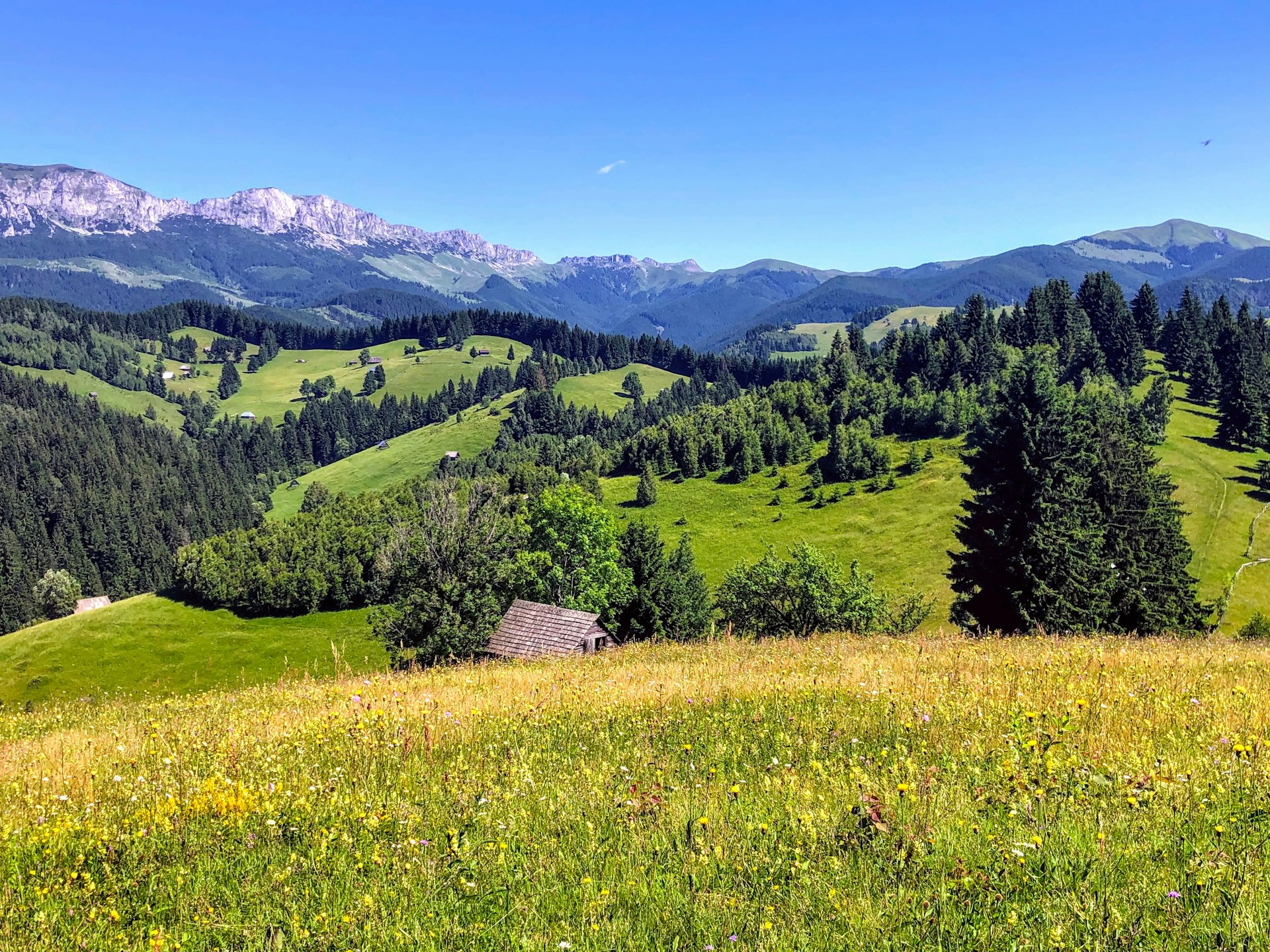 Wildflower-rich meadows cover rolling hills with rocky mountains in the distance.