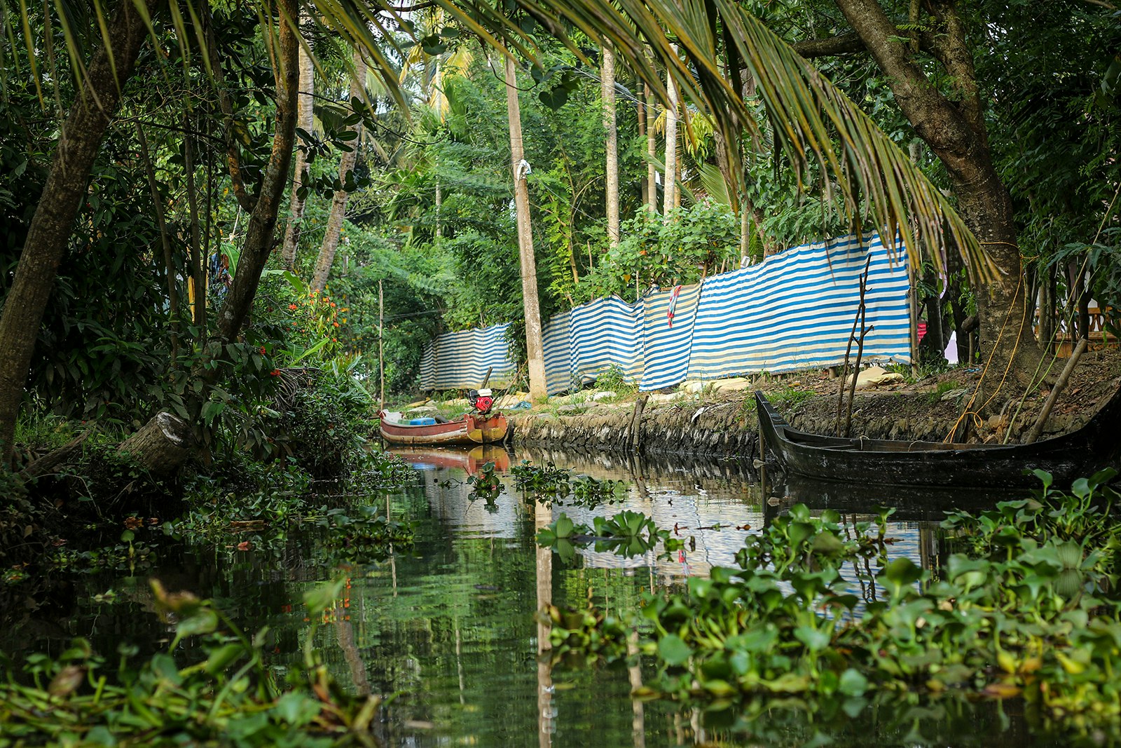 A boat floating in the verdant backwaters south of Kochi, India.