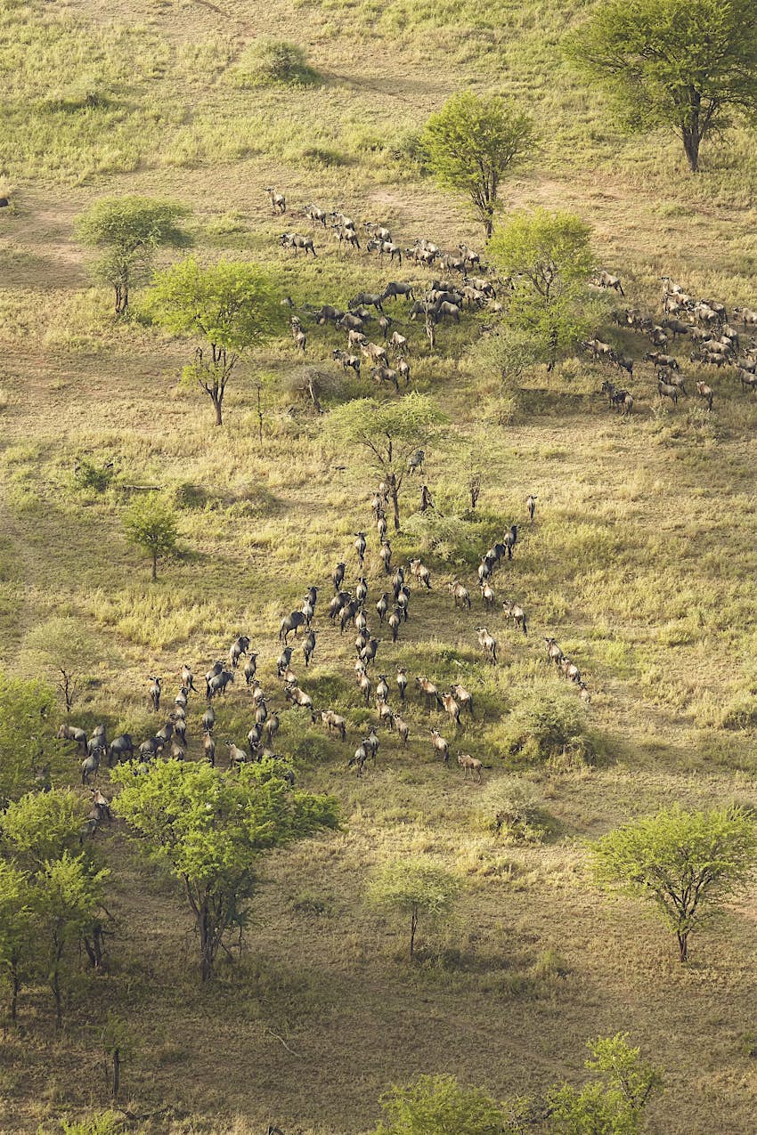 As viewed from above, wildebeest snaking through acacia trees on the savannah plains of the Serengeti.