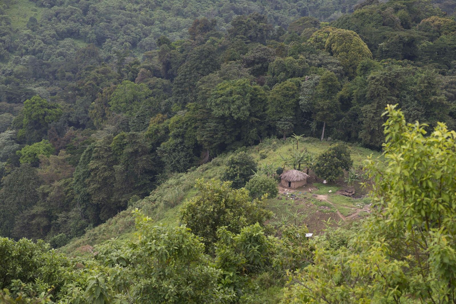 A circular straw hut sits within a clearing of dense rainforest.