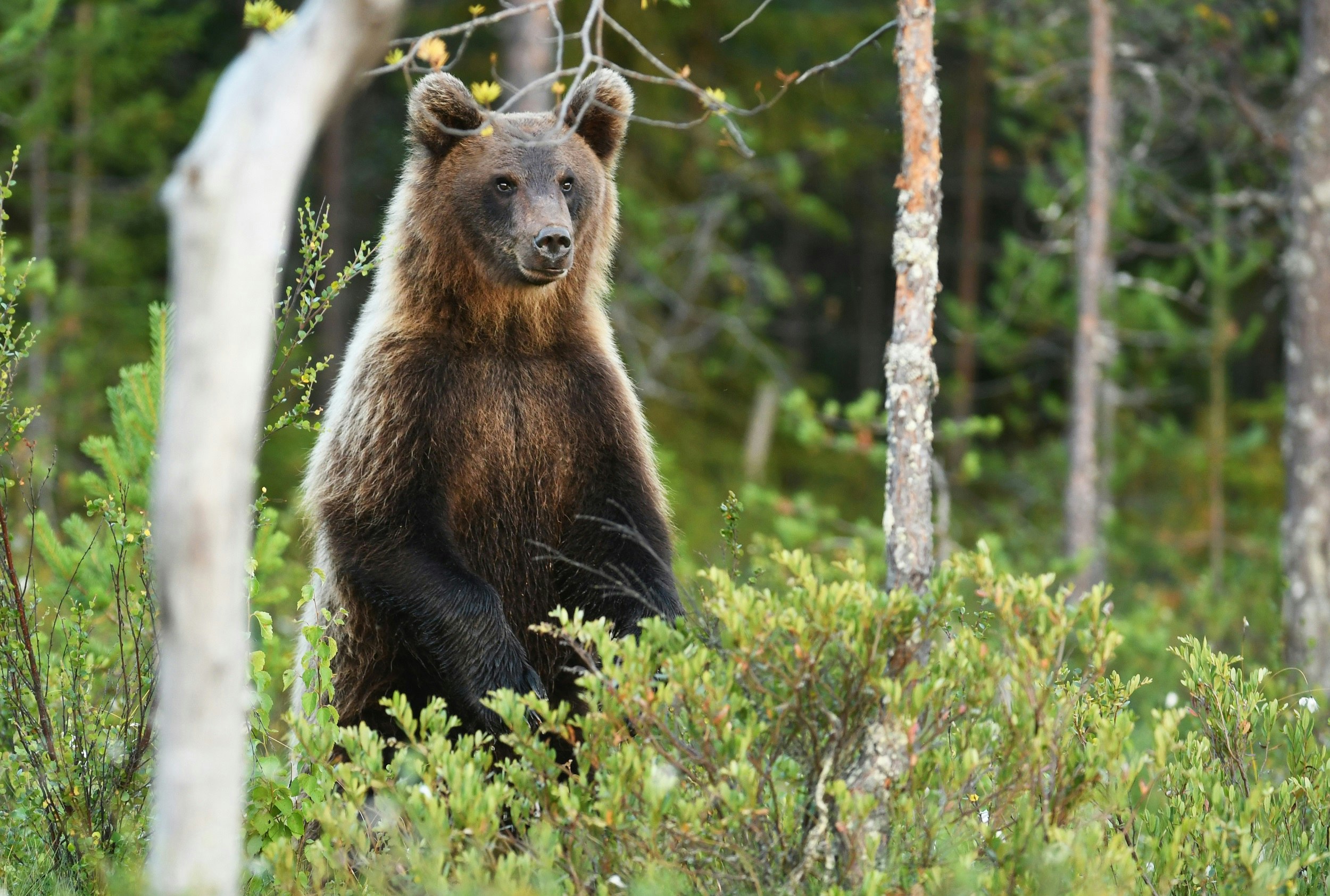 A grizzly bear stands on its hind legs, with its upper body visible above bushes in the forest.