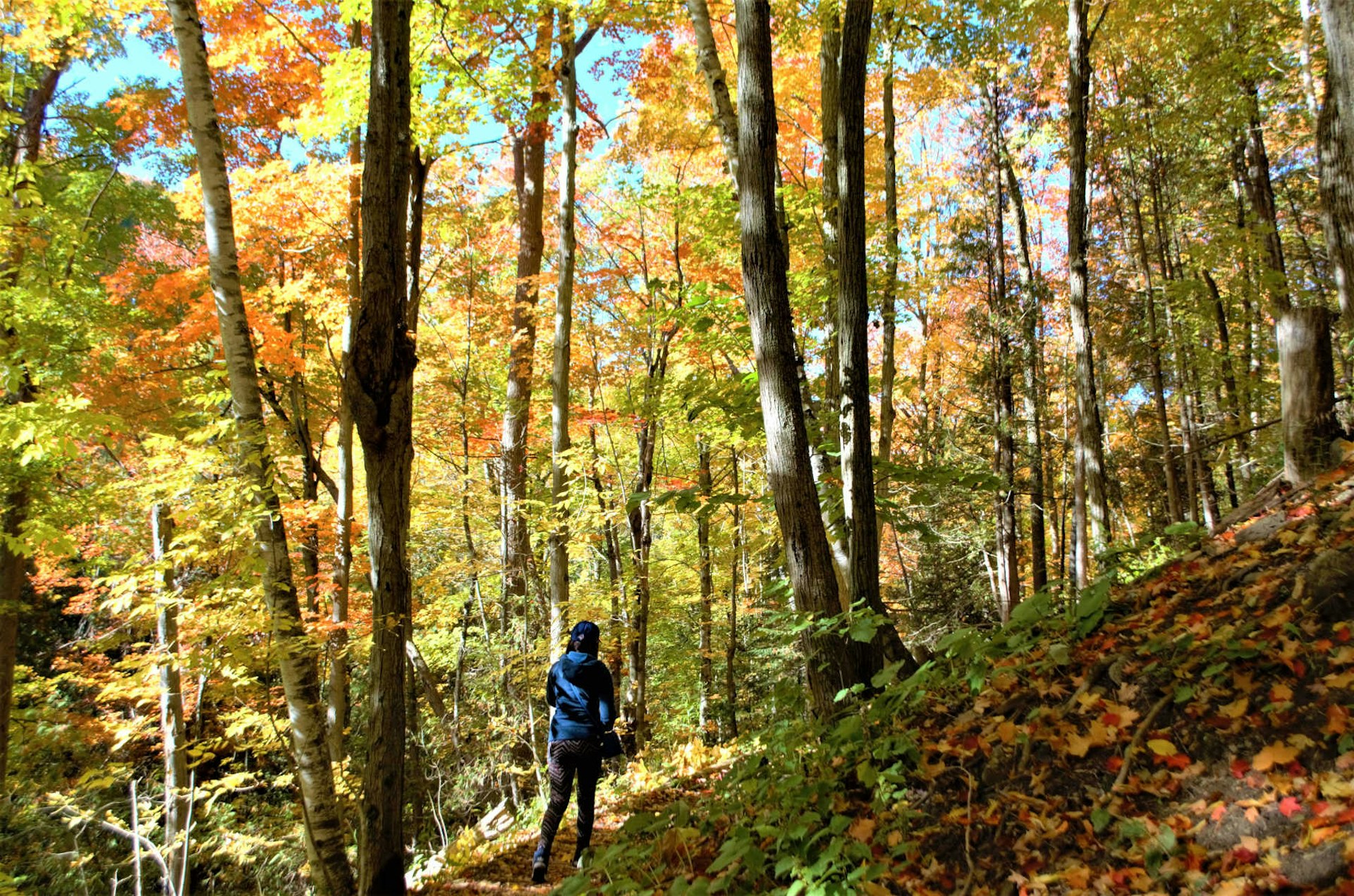 A woman walks along a narrow hiking trail, covered in fallen leaves and surrounded by high trees with fall foliage in Belfountain Conservation Area, Canada