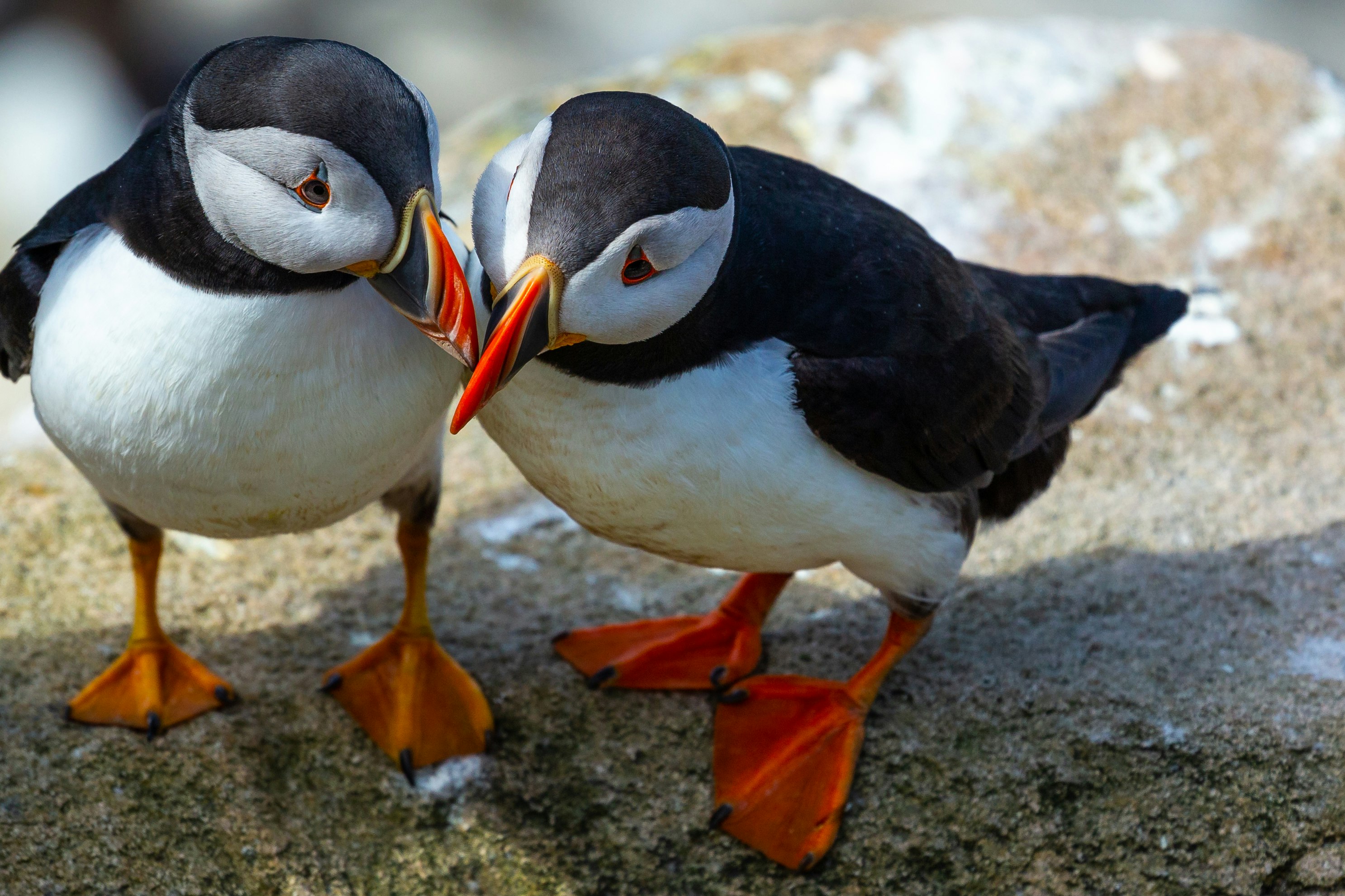 A close up of two puffins with their heads close together, standing on a rock