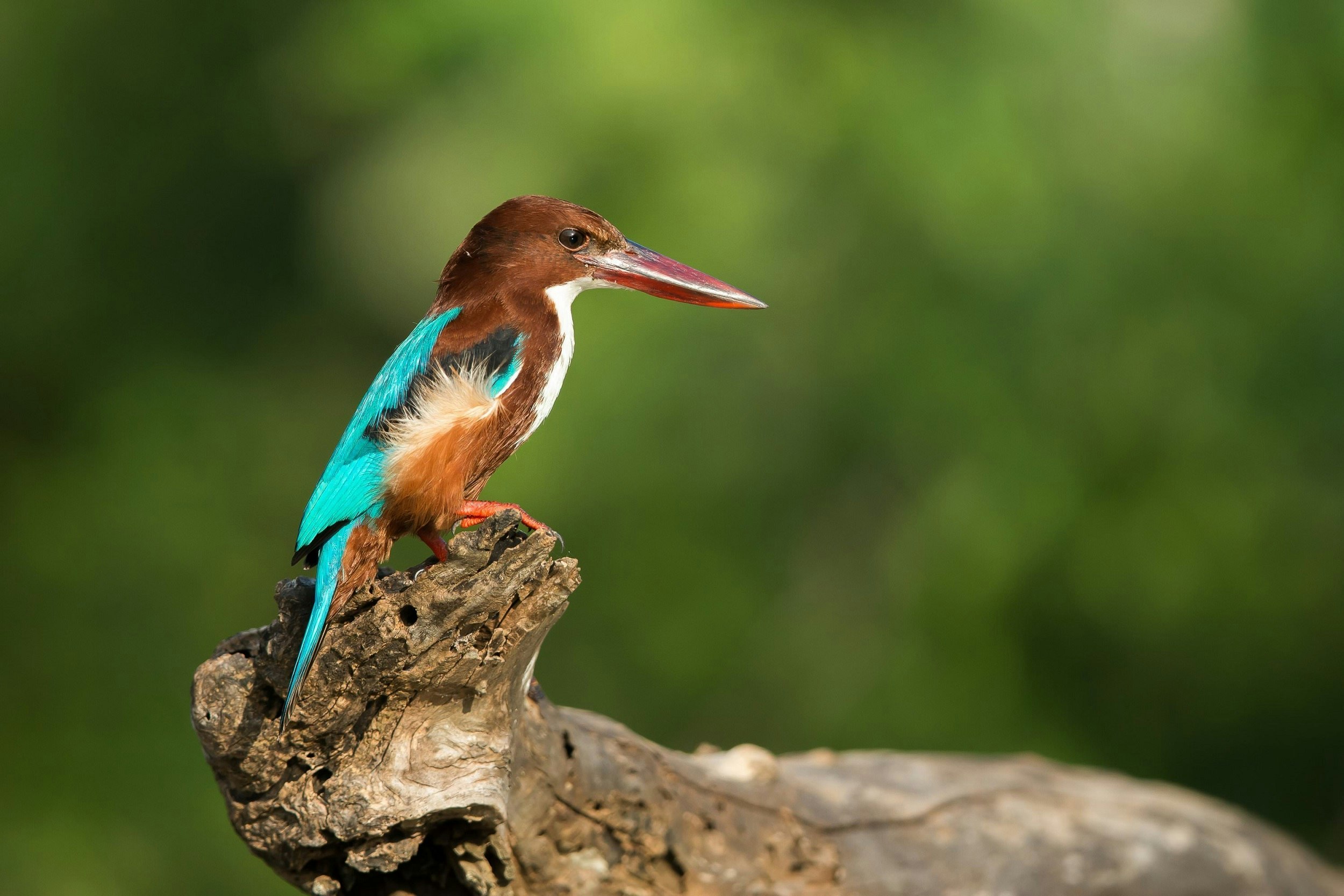 A white-throated kingfisher (aka white-breasted kingfisher) sitting on a branch; it has a bright blue back, wings and tail. But its head, shoulders, flanks and lower belly are chestnut in colour, and the throat and breast are bright white. The large bill and legs are red.