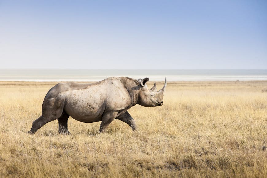A side-angle shot of a rhino walking in bleached grasses, with the flat salt pan of Etosha in the distance.