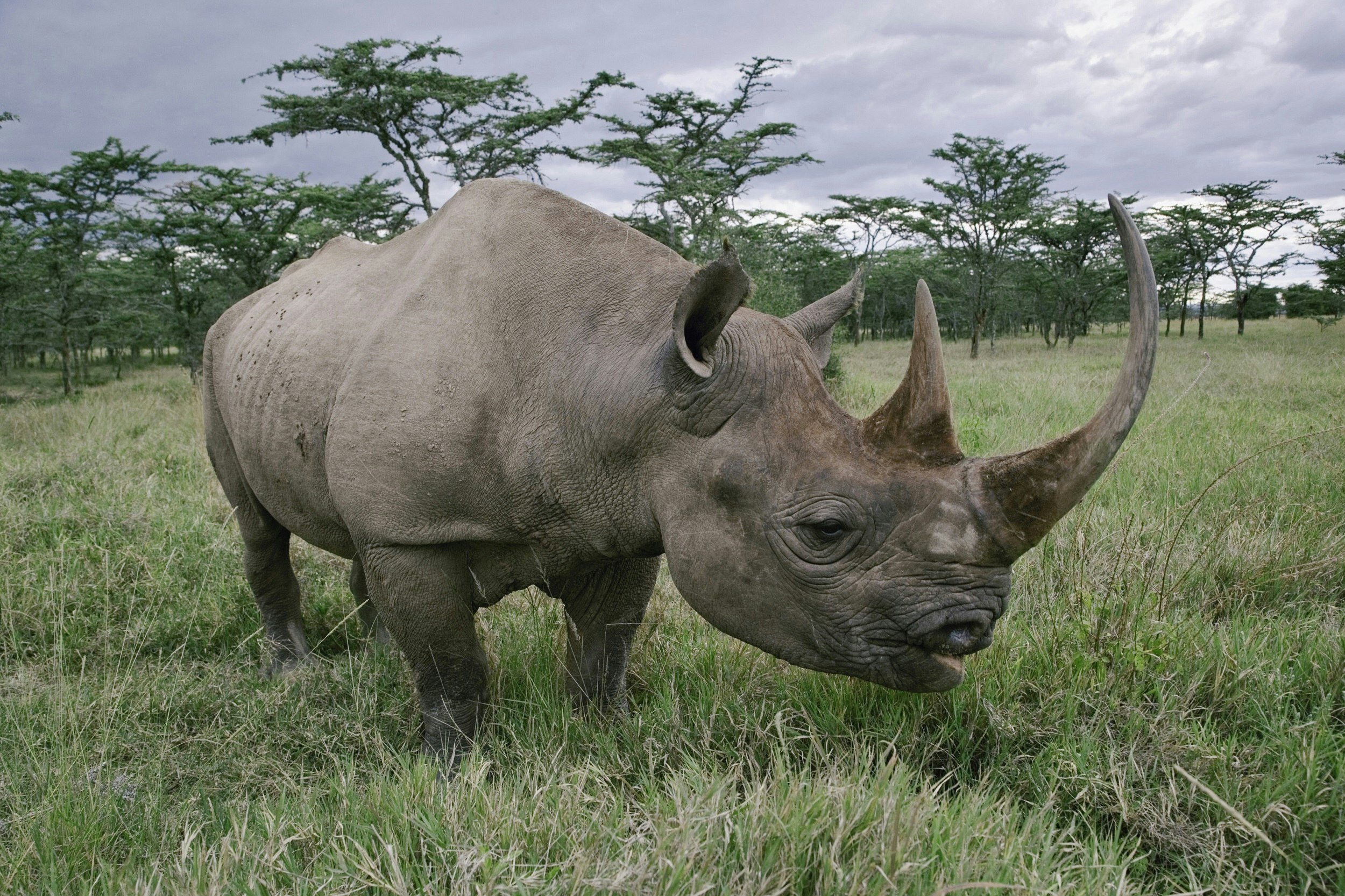 A close-up of a black rhino standing alone in grassland