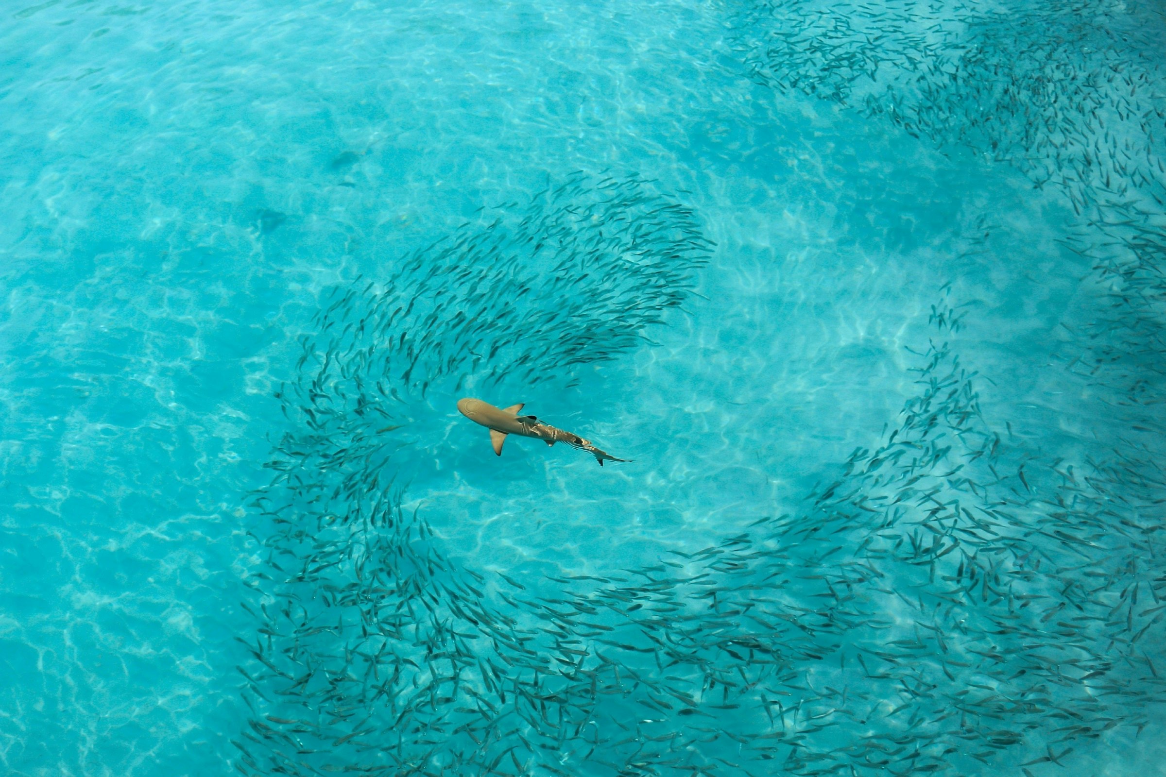 Aerial shot of a clear turquoise ocean with a grey shark swimming through a shoal of fish, who have formed a swirl shape around the shark