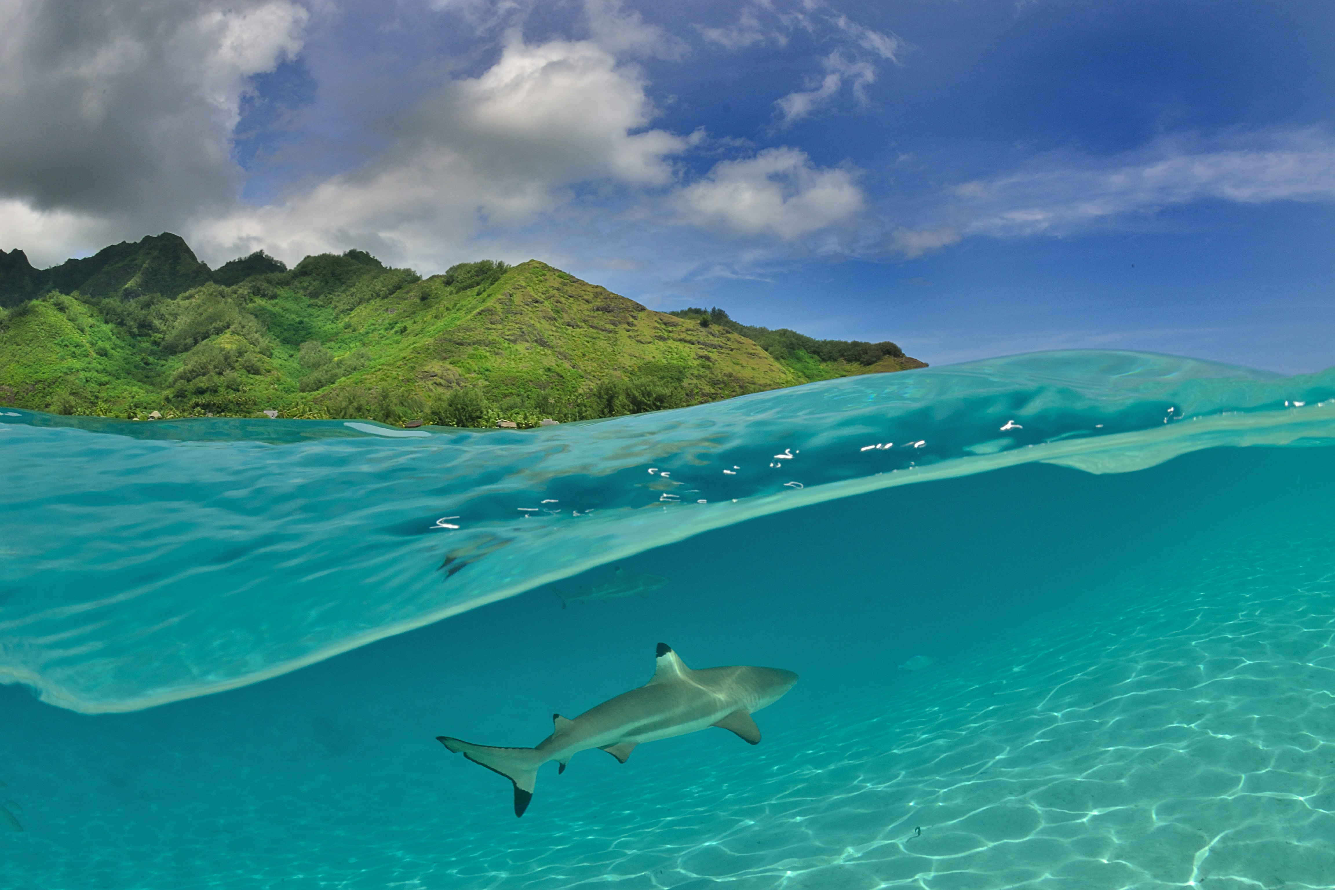 A photo taken half in and half out of the water; a blacktip shark is swimming in clear blue waters while a lush, mountainous island is visible above.
