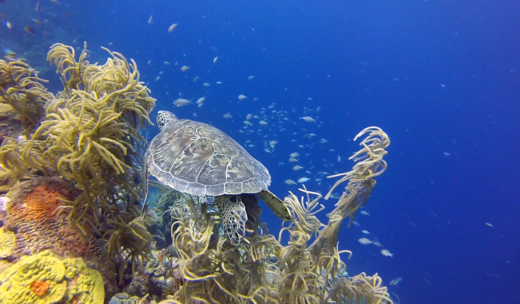 A sea turtle swims away from the viewer over a brilliant coral reef covered in underwater plants with tubular, pale green fronds over orange and chartreuse coral. Small silver fish swim in the background amidst deep, bright blue waters.
