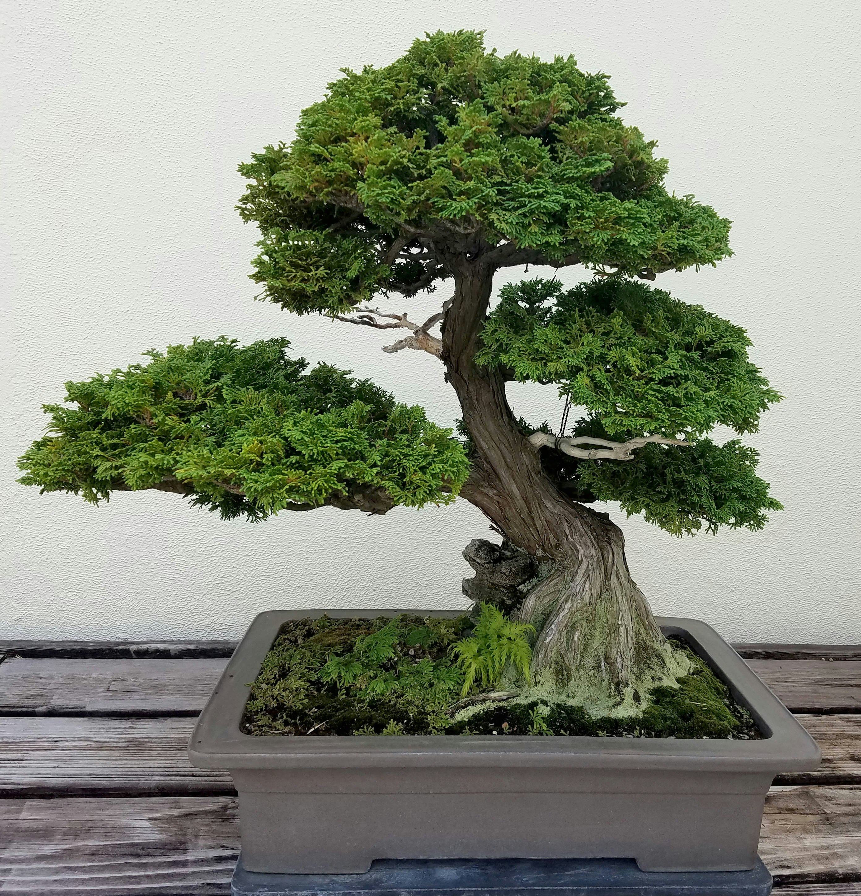 Bonsai and Penjing landscape with miniature evergreen tree in a tray