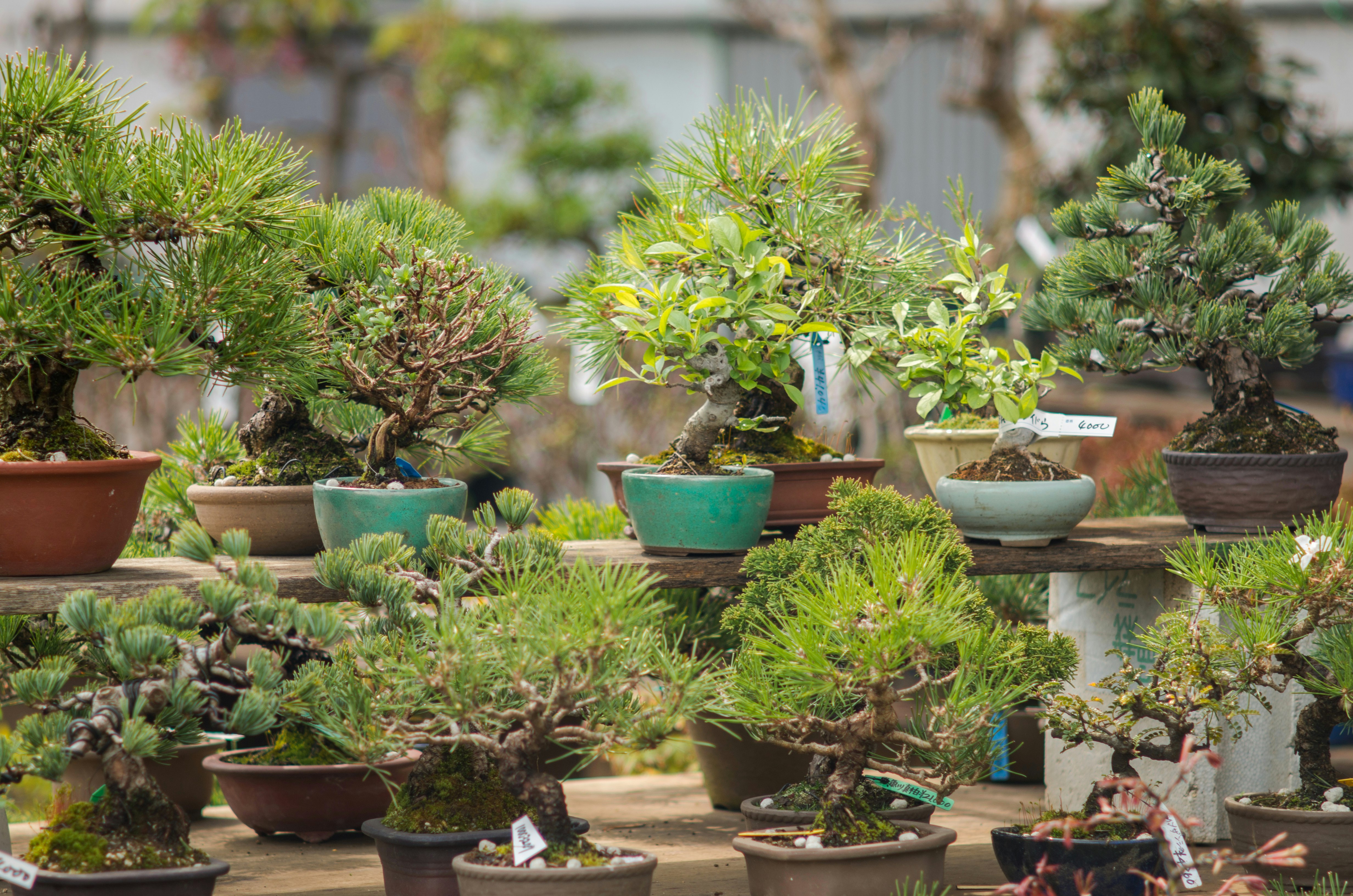 A display of potted bonsai trees of different sizes and varieties.